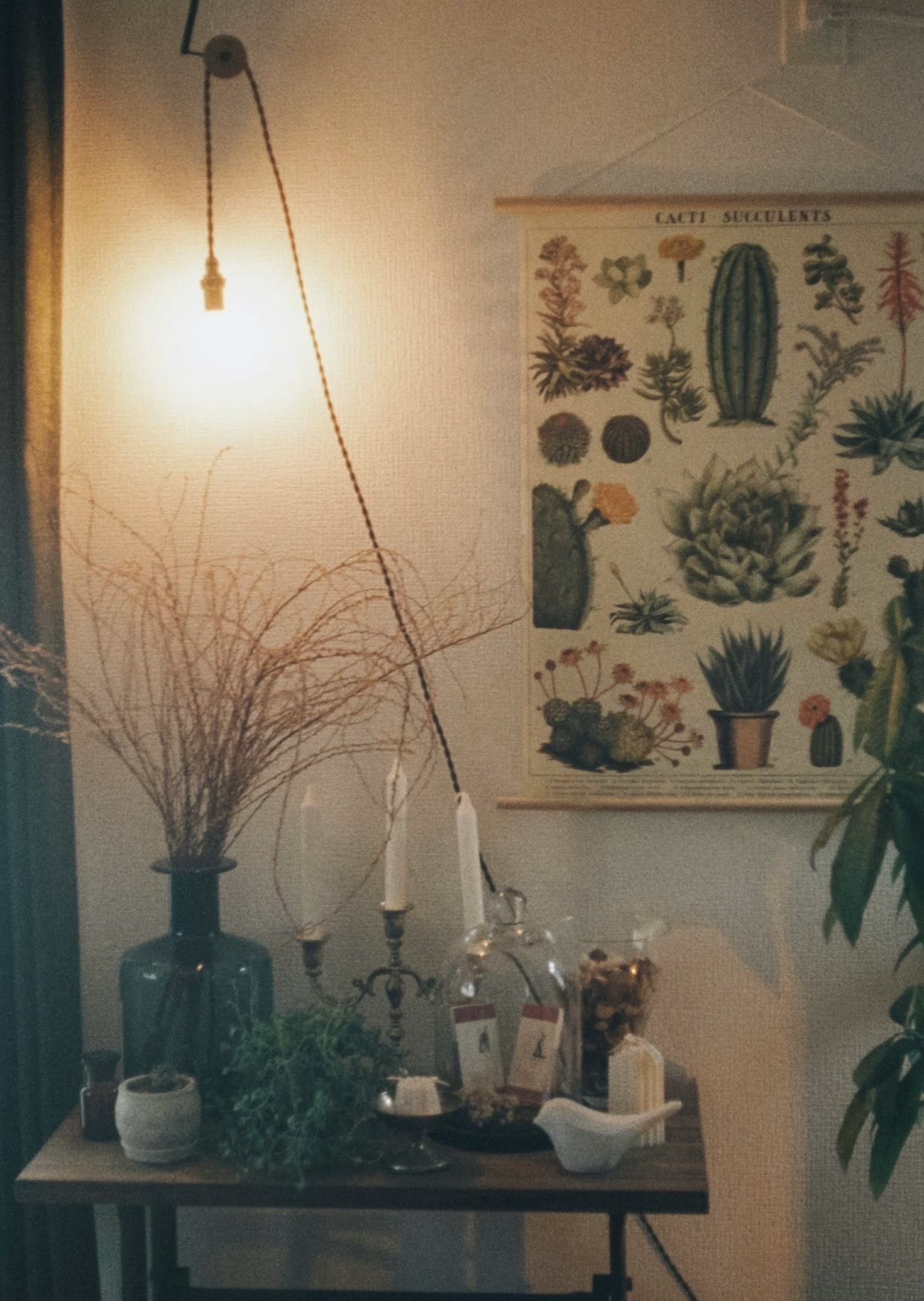 室內桌面靜物，牆上有植物插畫