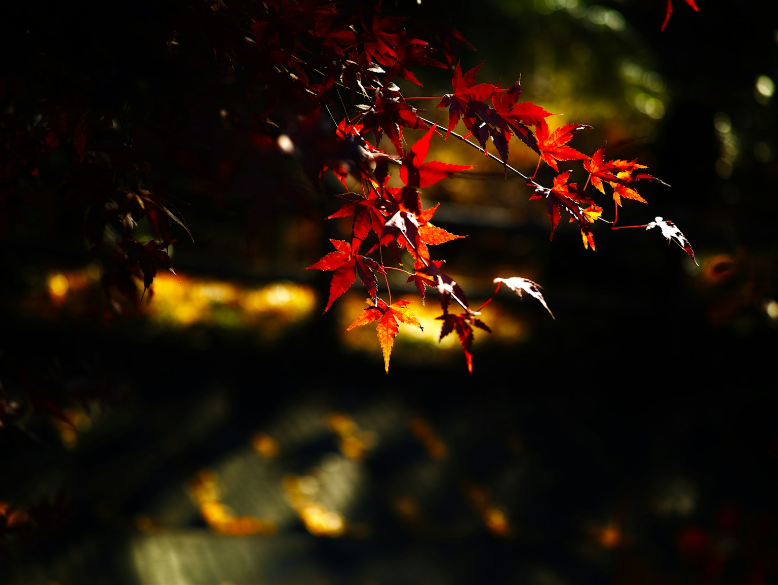 Vibrant red leaves against a dark background creating a beautiful autumn scene