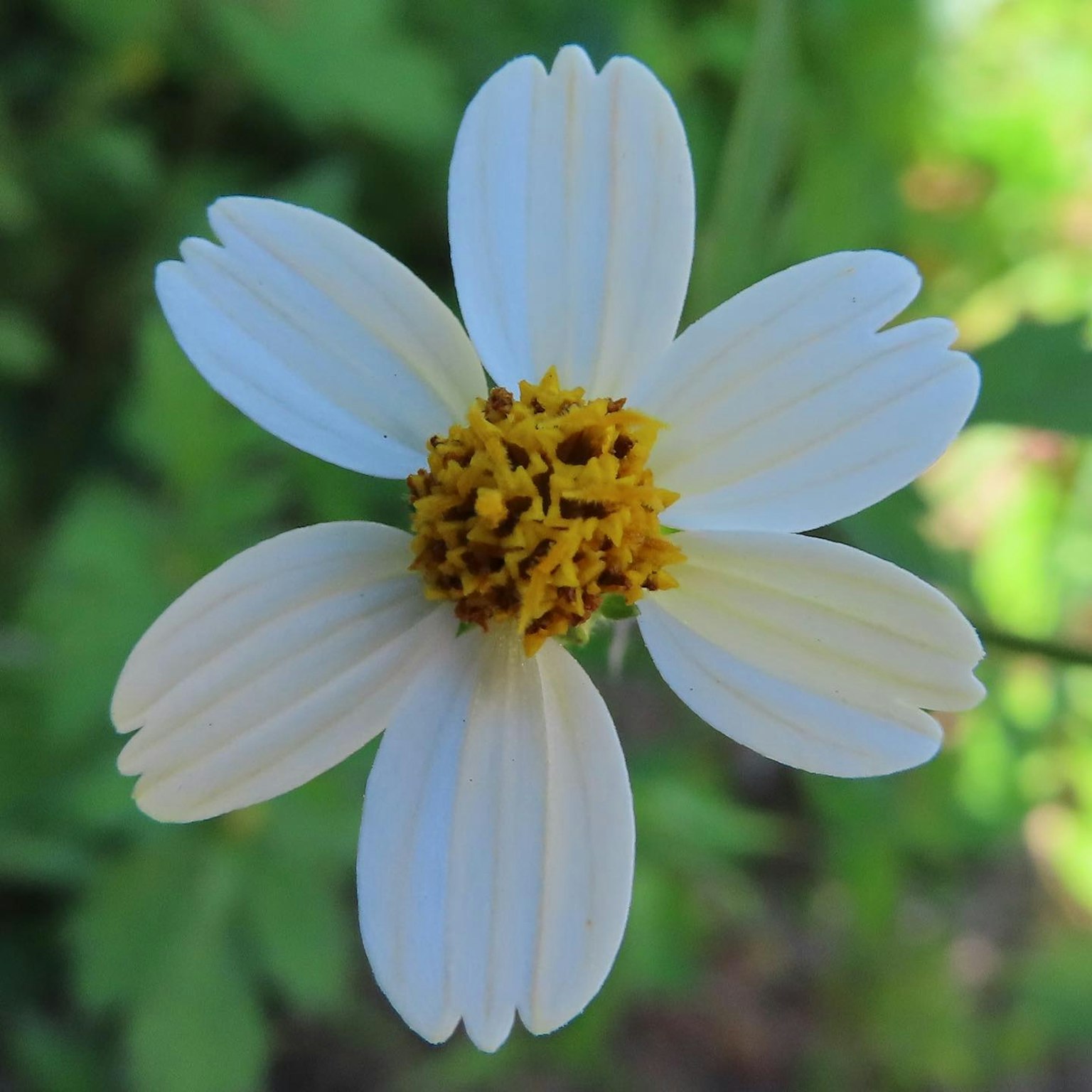 Une fleur blanche avec des étamines jaunes au centre entourée de feuilles vertes