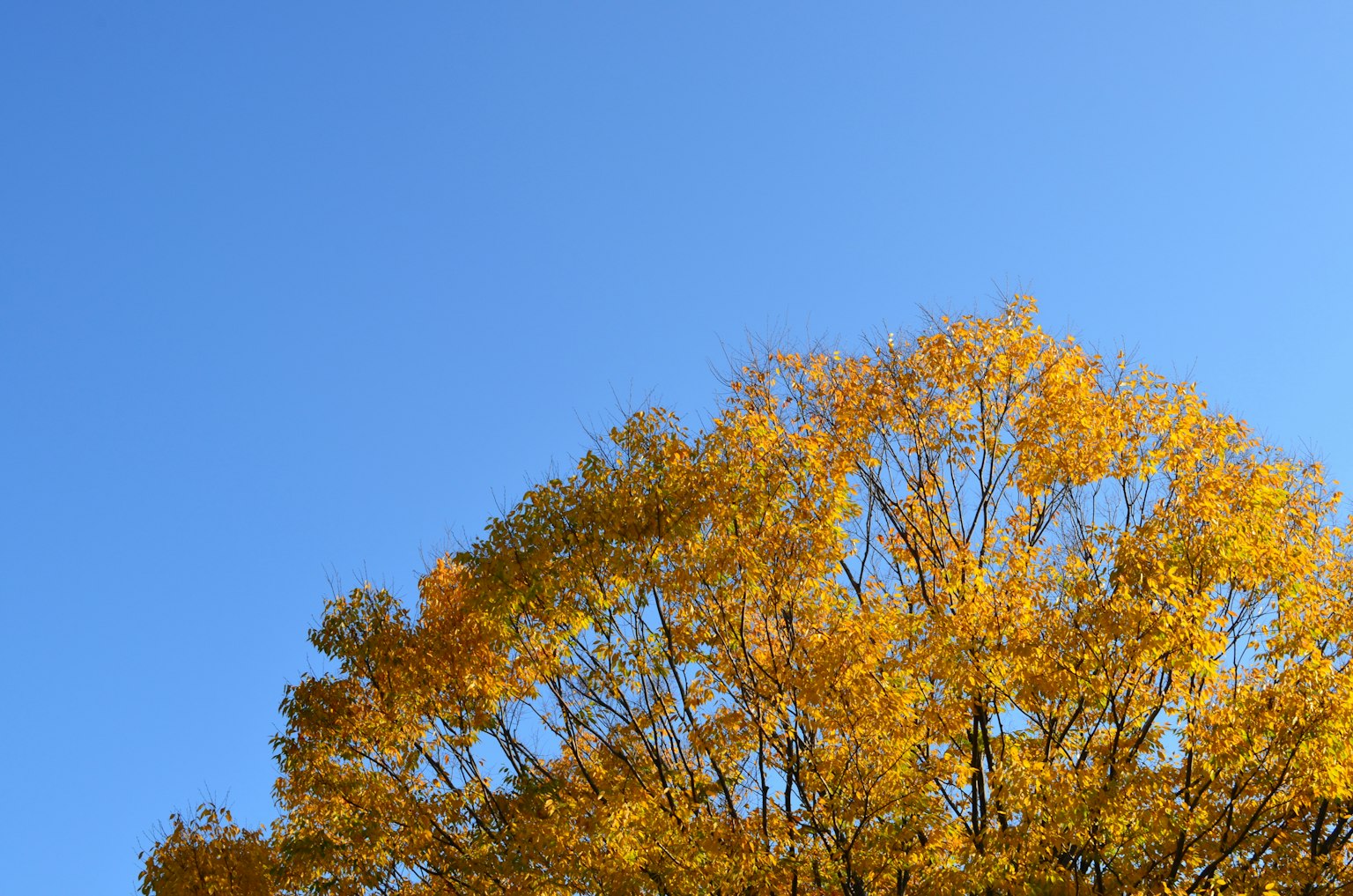 Goldene Blätter eines Baumes vor einem klaren blauen Himmel