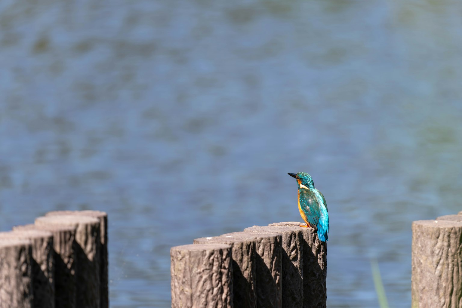 A blue-feathered bird perched on a wooden post by the water