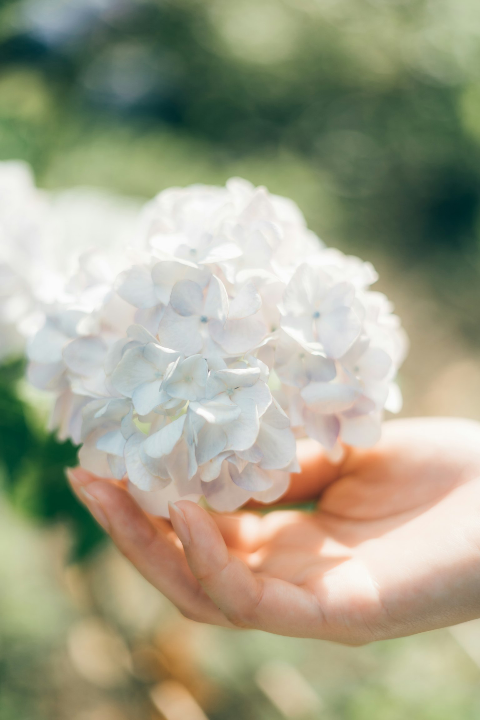 부드러운 초점으로 흰 꽃을 들고 있는 손의 클로즈업