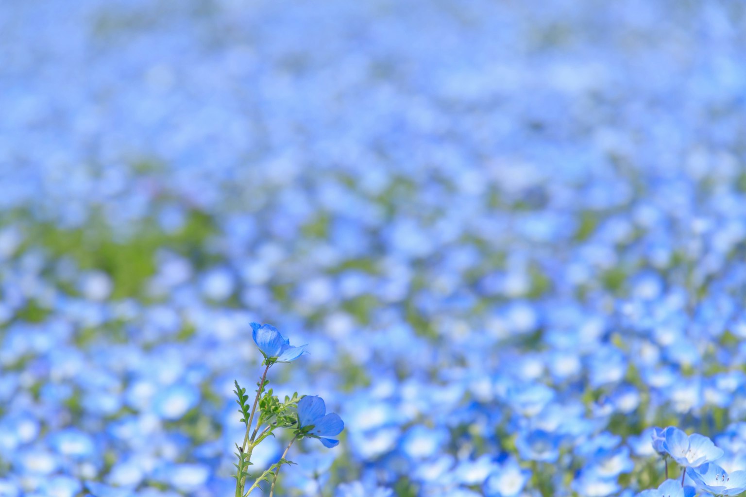 Ein Feld blühender blauer Blumen