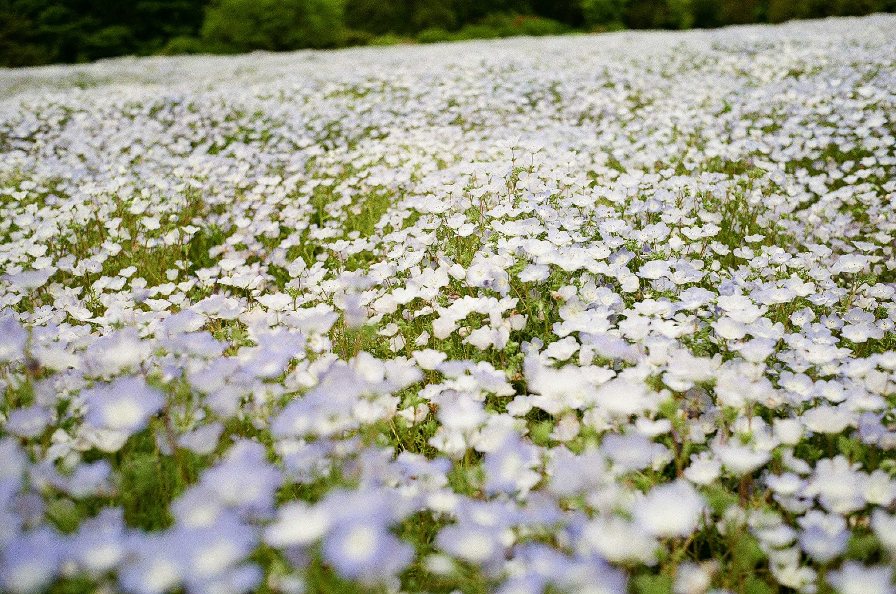 白い花が一面に咲く花畑の風景