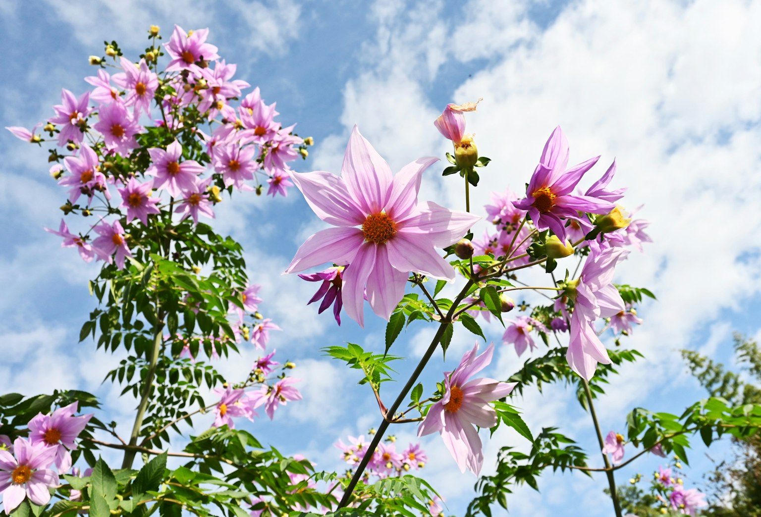 Eine lebendige Szene mit rosa Blumen, die unter einem blauen Himmel blühen