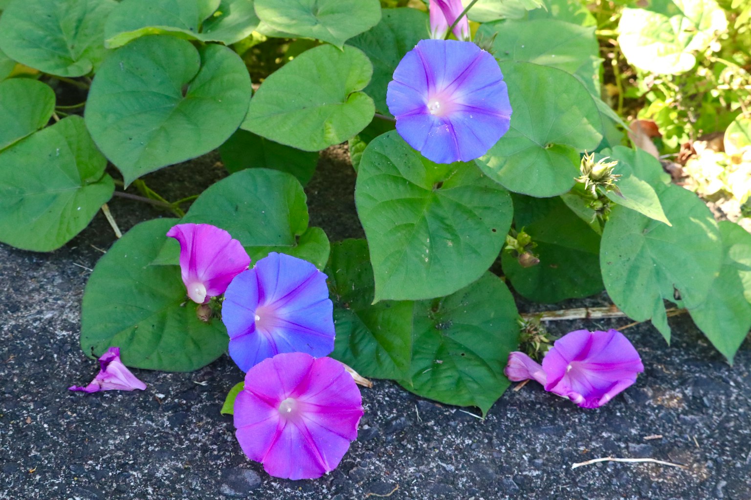 Fiori di gloria del mattino viola e blu tra foglie verdi
