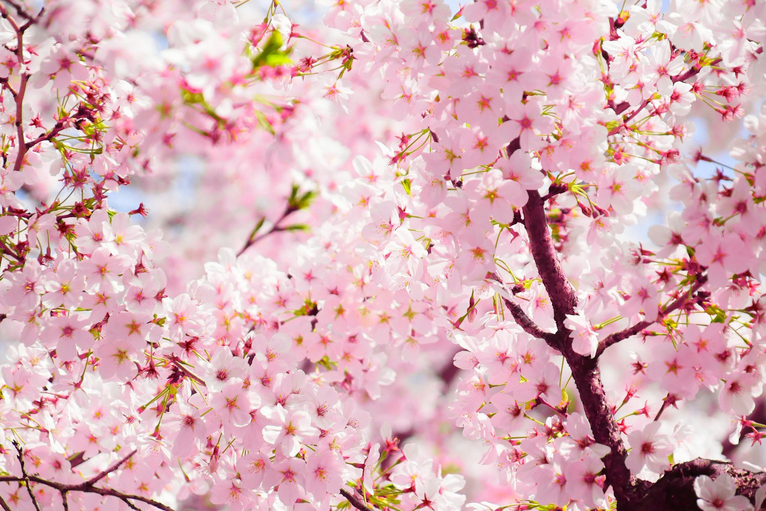 Pemandangan indah bunga sakura yang mekar