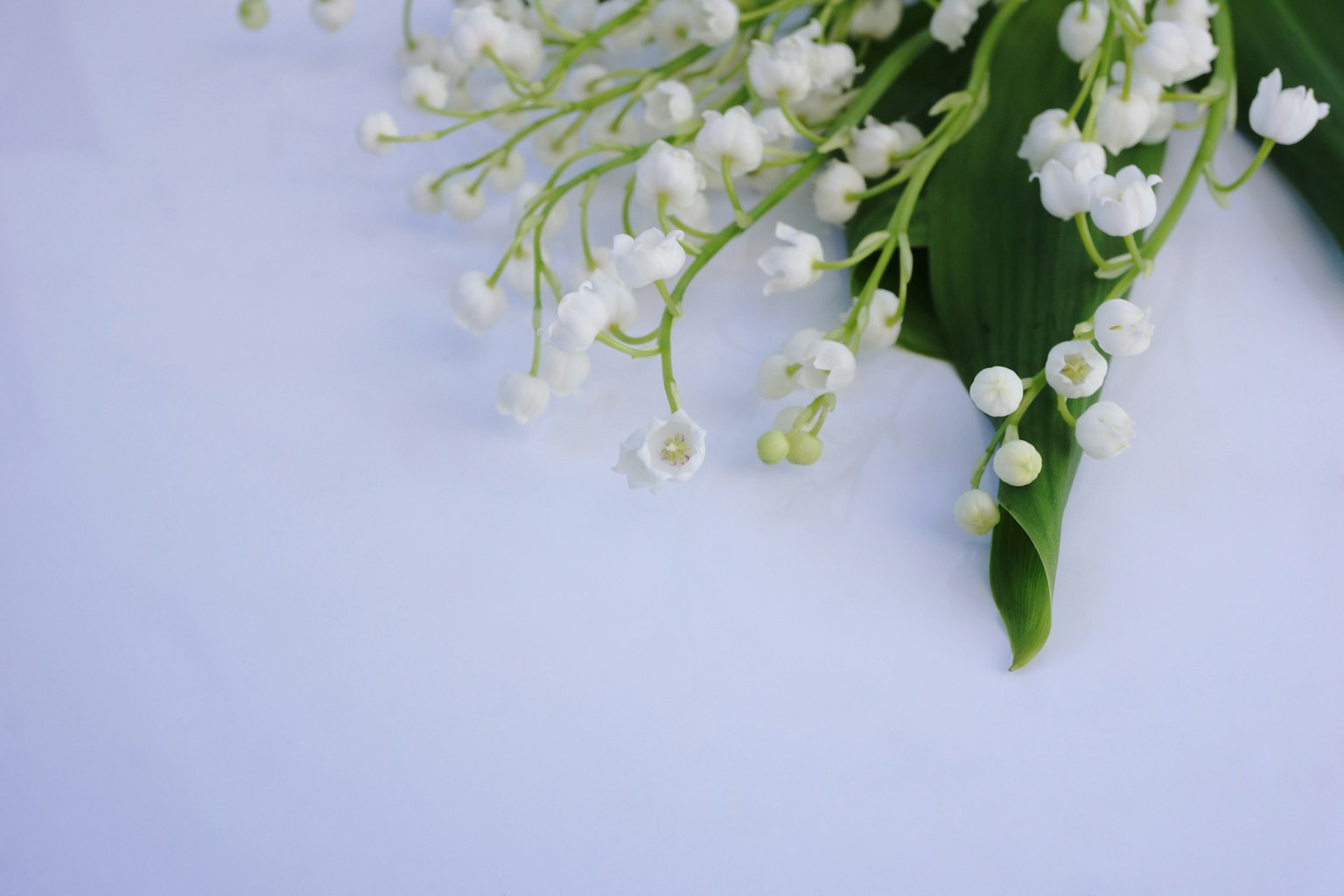 Un ramo de flores blancas de lirio de los valles con hojas verdes sobre un fondo claro