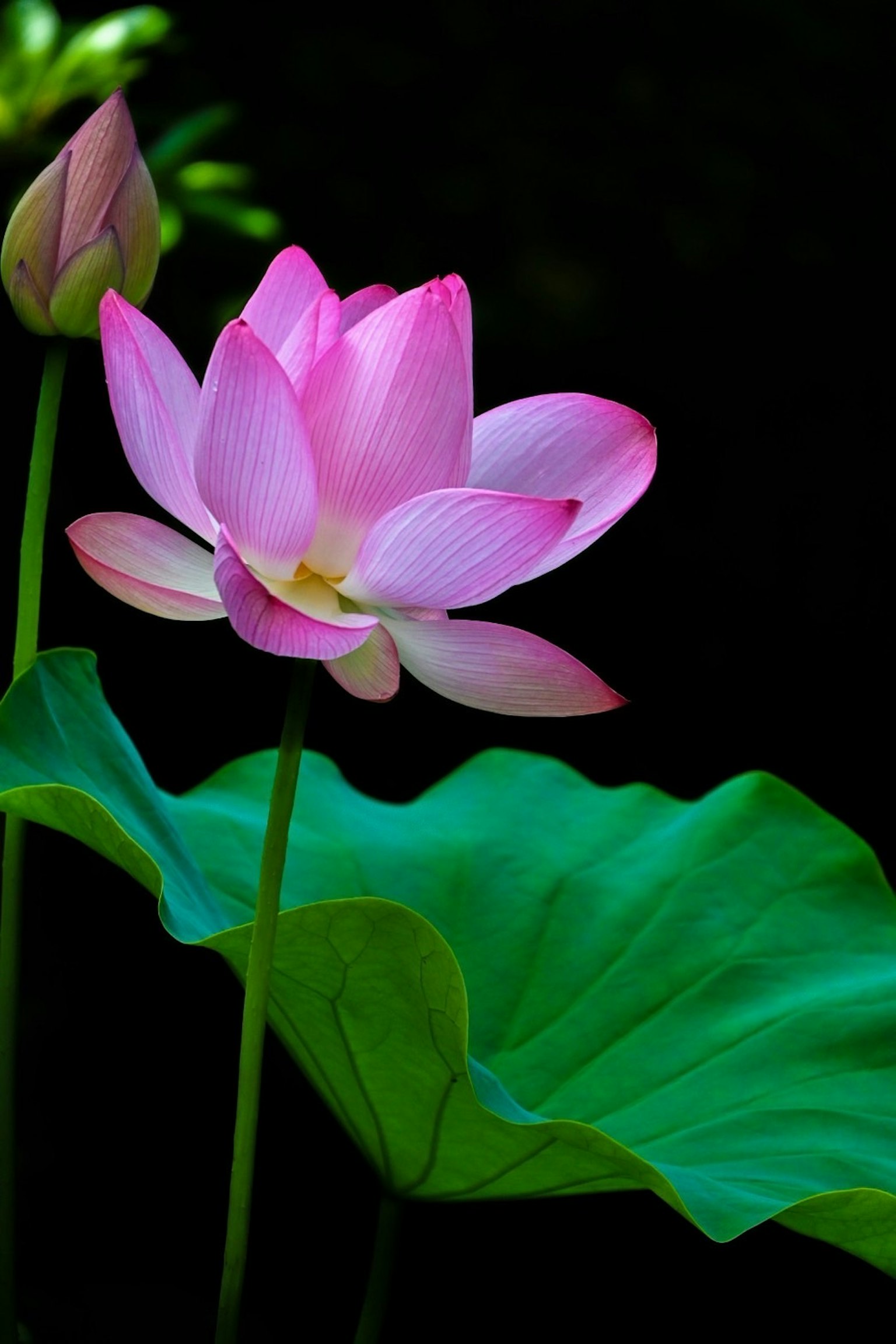 美丽的粉色莲花与绿色叶子在黑暗背景下