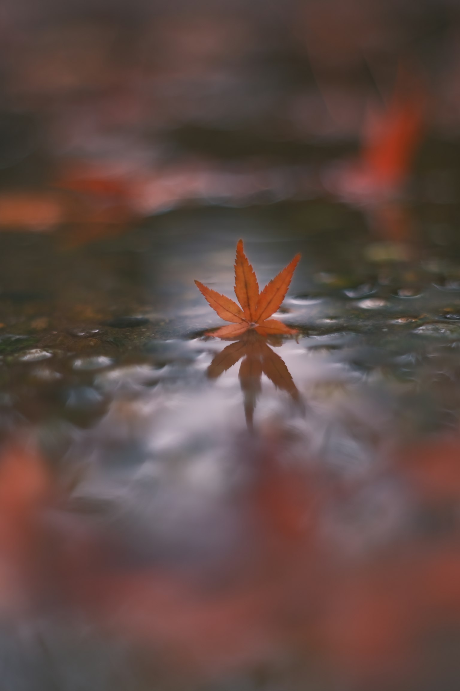 A red maple leaf floating on water with its reflection