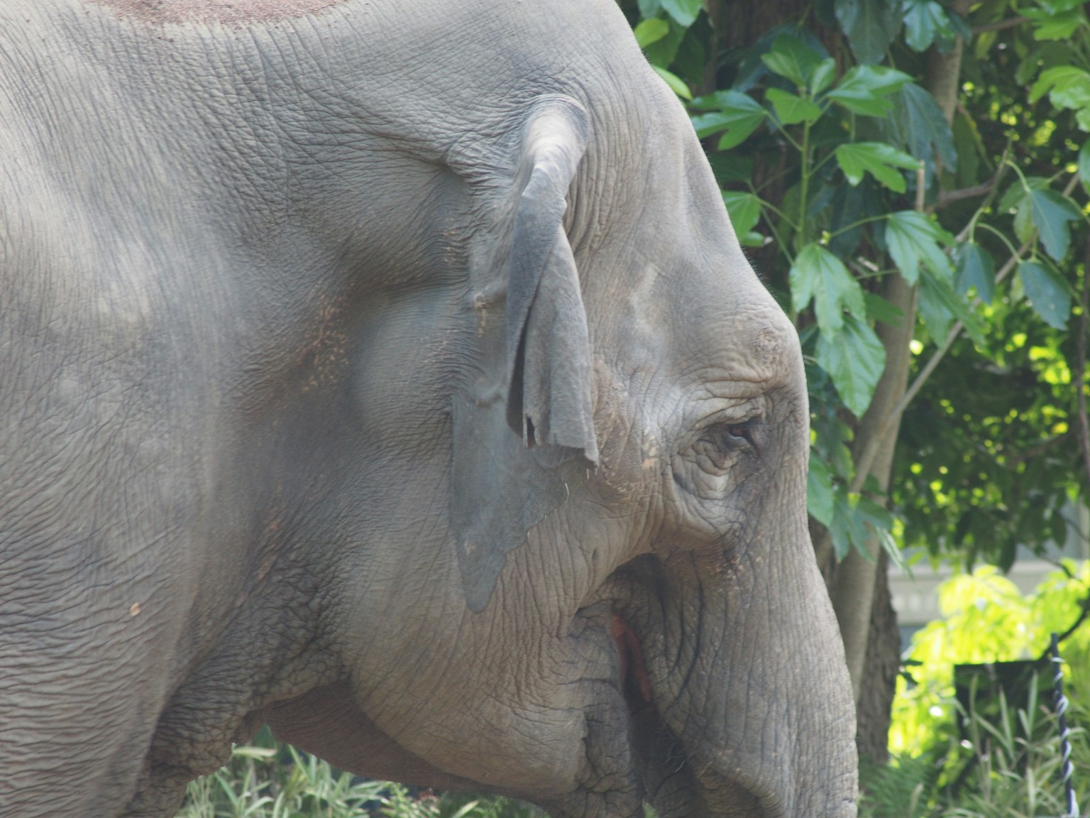 Primo piano del lato di un elefante che mostra il suo occhio e la sua orecchia