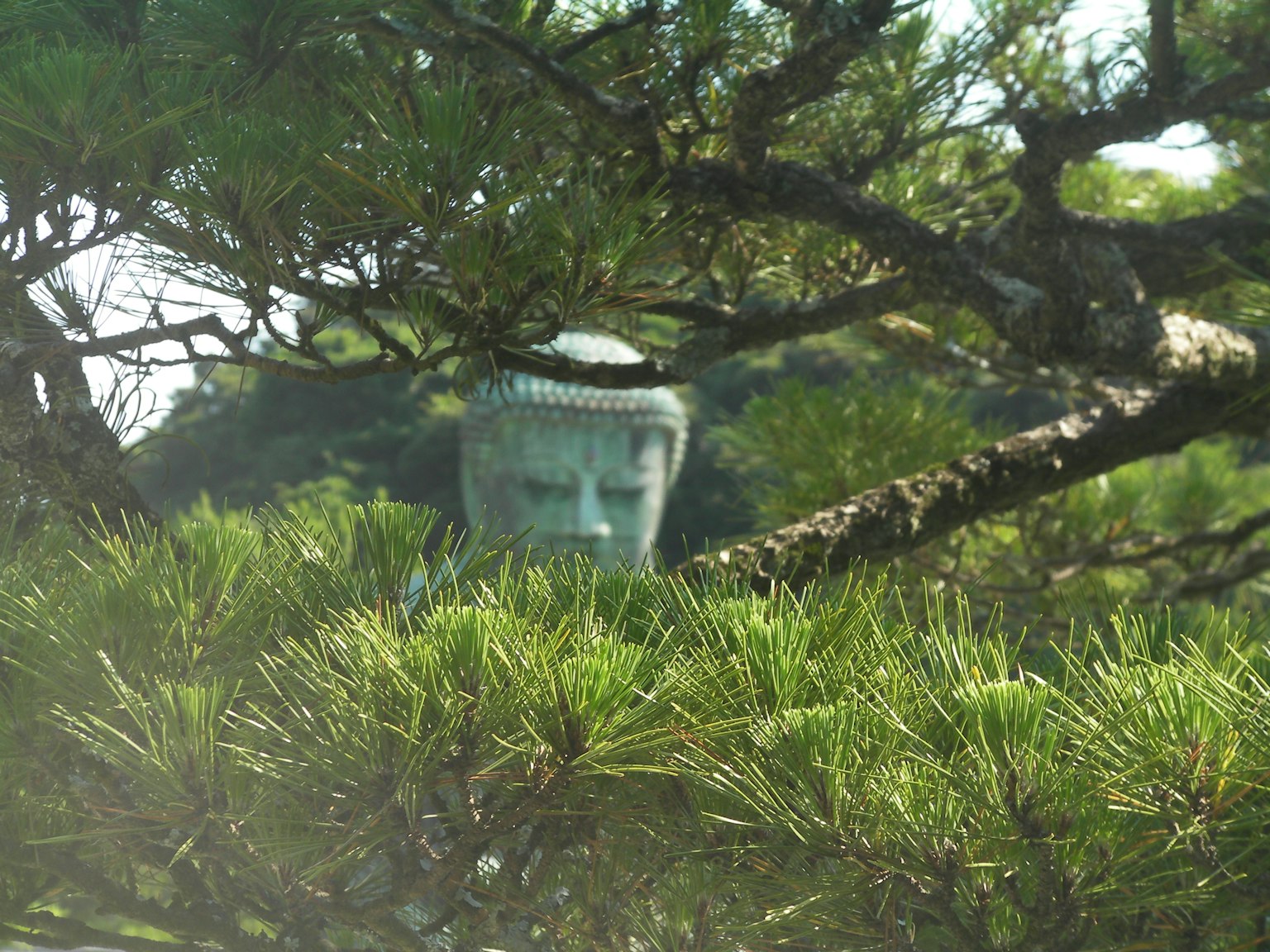 部分隐藏在松树间的青铜佛像面孔