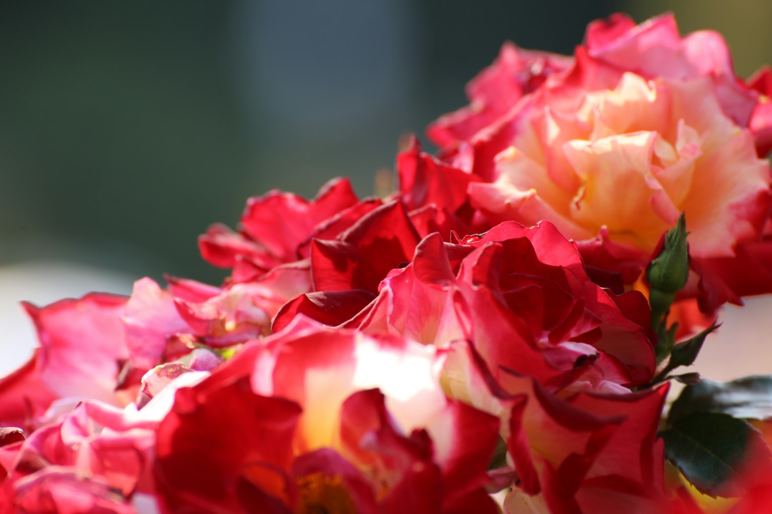 Gros plan sur un bouquet de roses rouges et jaunes