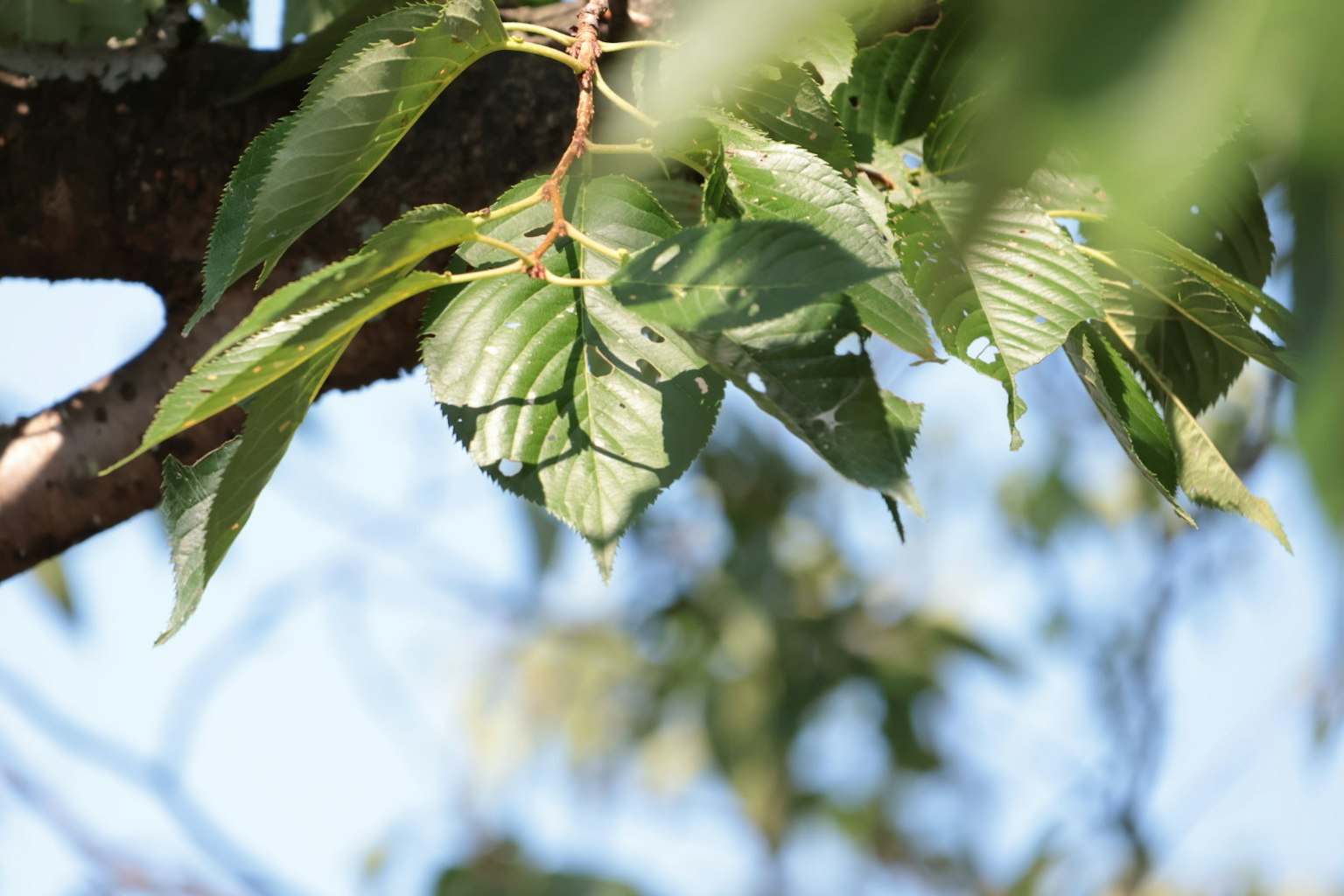 Grüne Blätter an einem Baumzweig mit blauem Himmel im Hintergrund