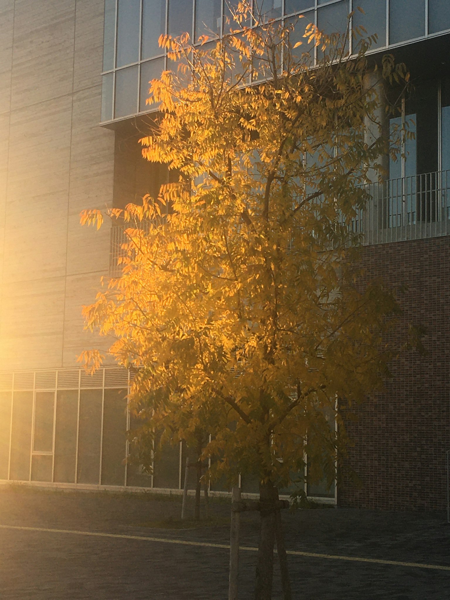Ein Baum mit leuchtend gelben Blättern, beleuchtet von herbstlichem Sonnenlicht vor einem modernen Gebäude