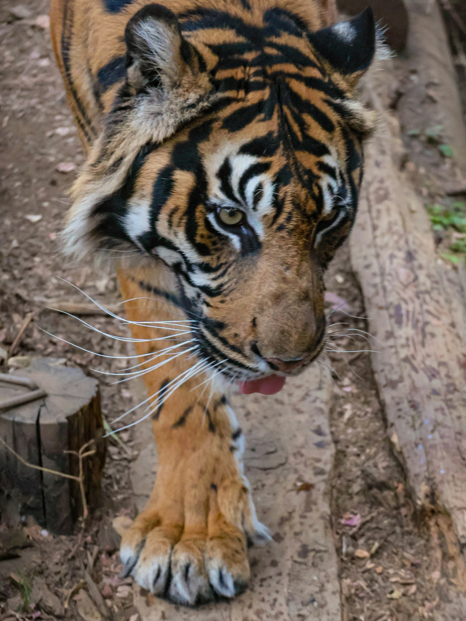 Un tigre che cammina con strisce distintive e occhi affilati
