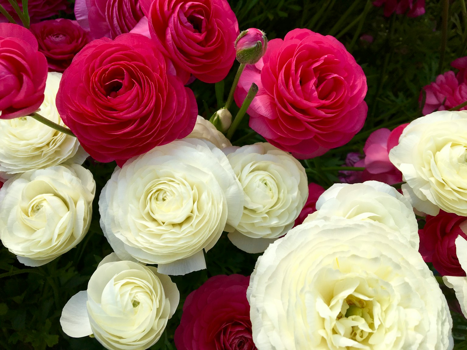Un bouquet de fleurs de renoncule blanches et rouges