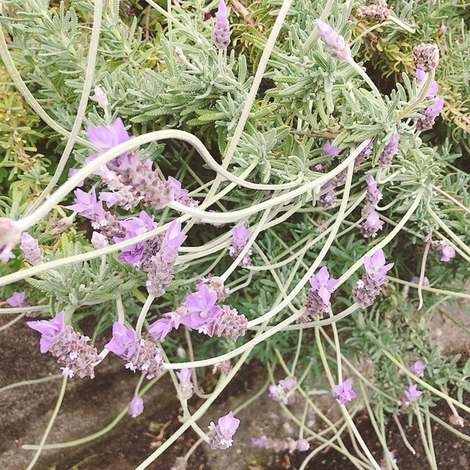 Nahaufnahme einer Lavendelpflanze mit lila Blumen