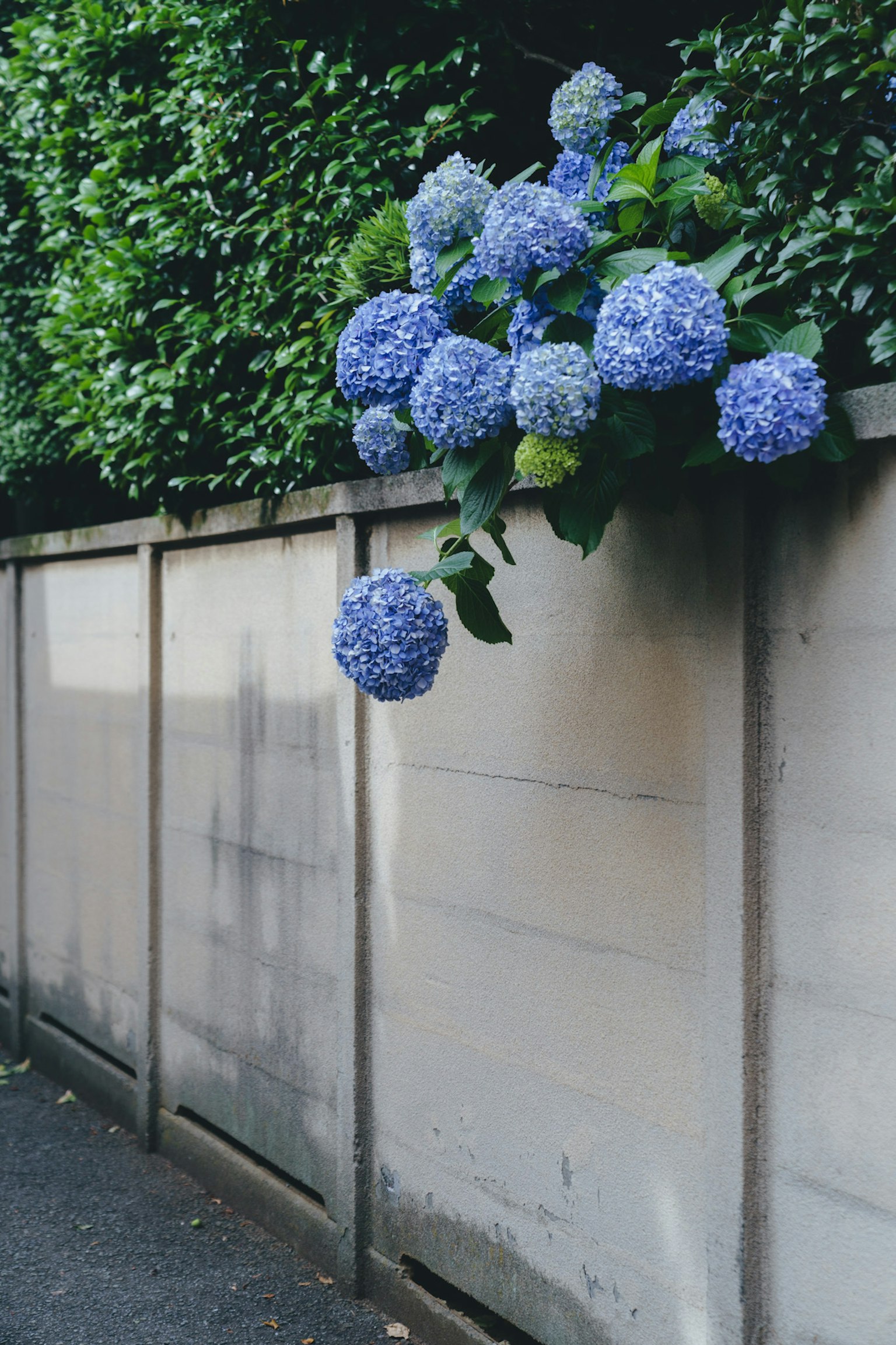 Ortensie blu pendenti sopra un muro di cemento