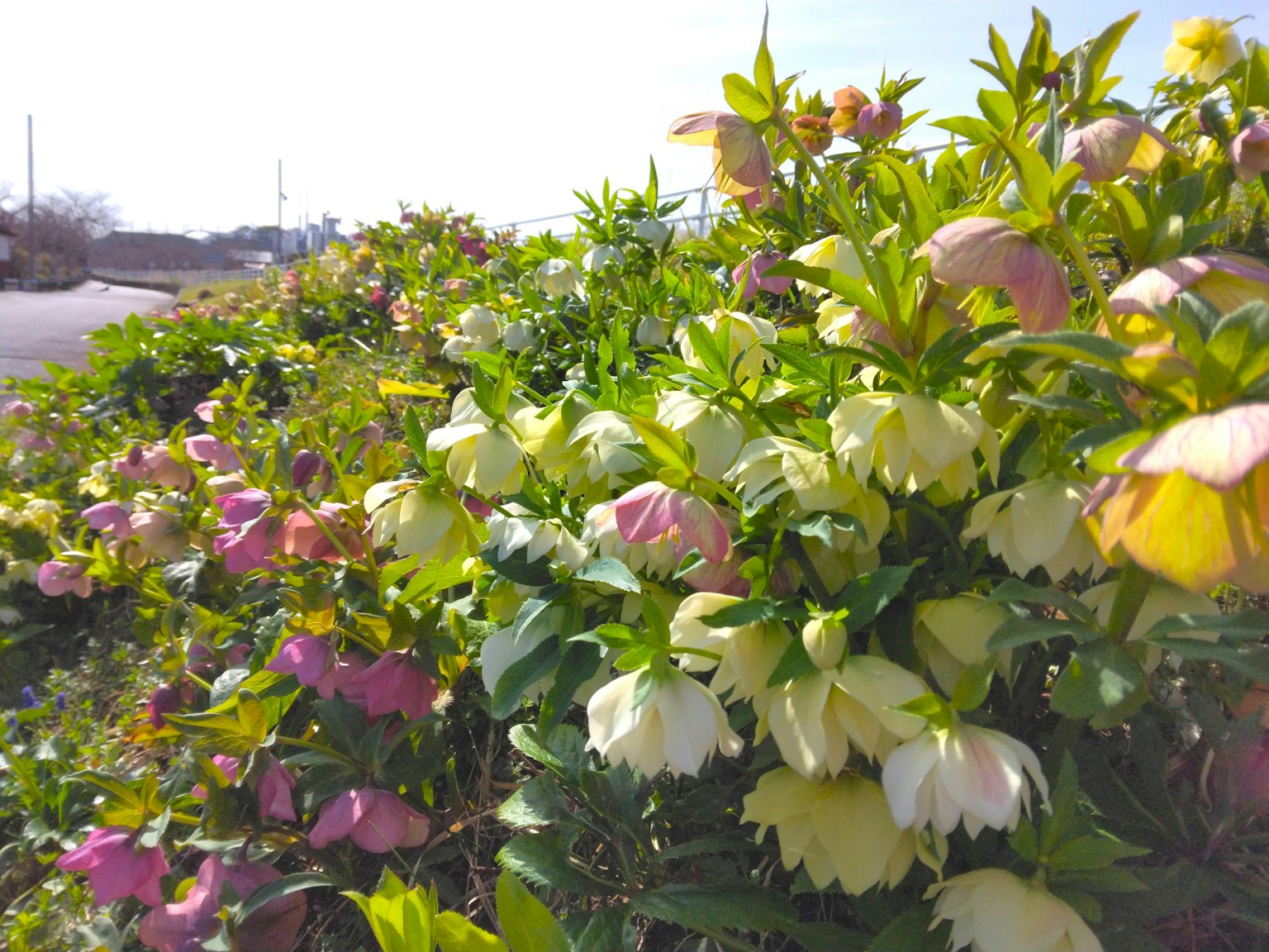 Fiori vibranti che sbocciano in una siepe lussureggiante