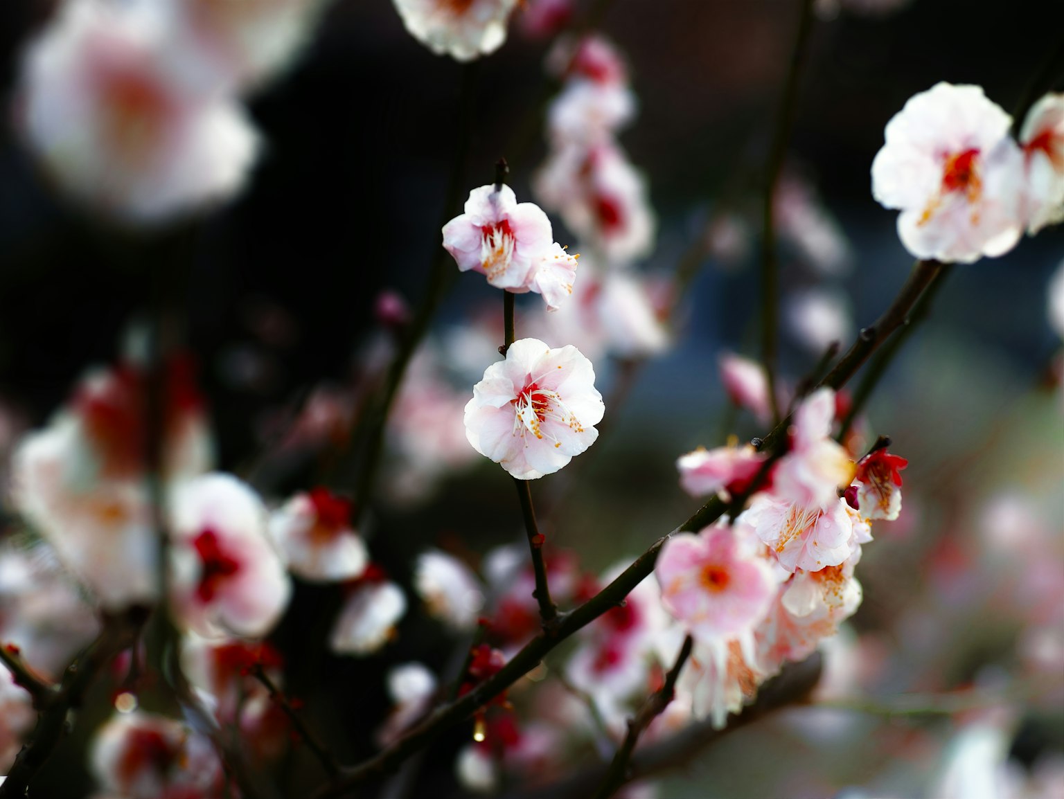 photo-JBFOXqLQ7CUsYCqGR1w1-image