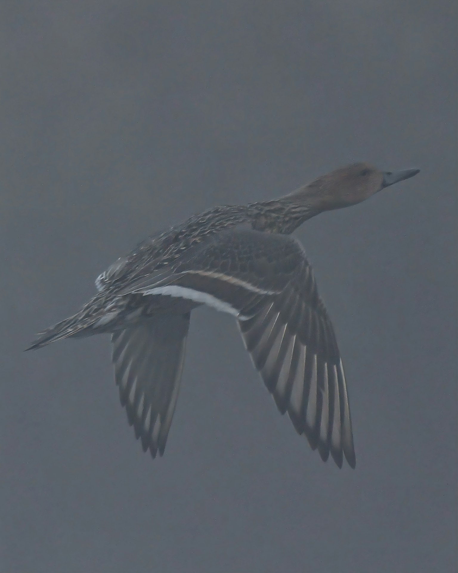 Một con chim bay qua sương mù với họa tiết lông phức tạp