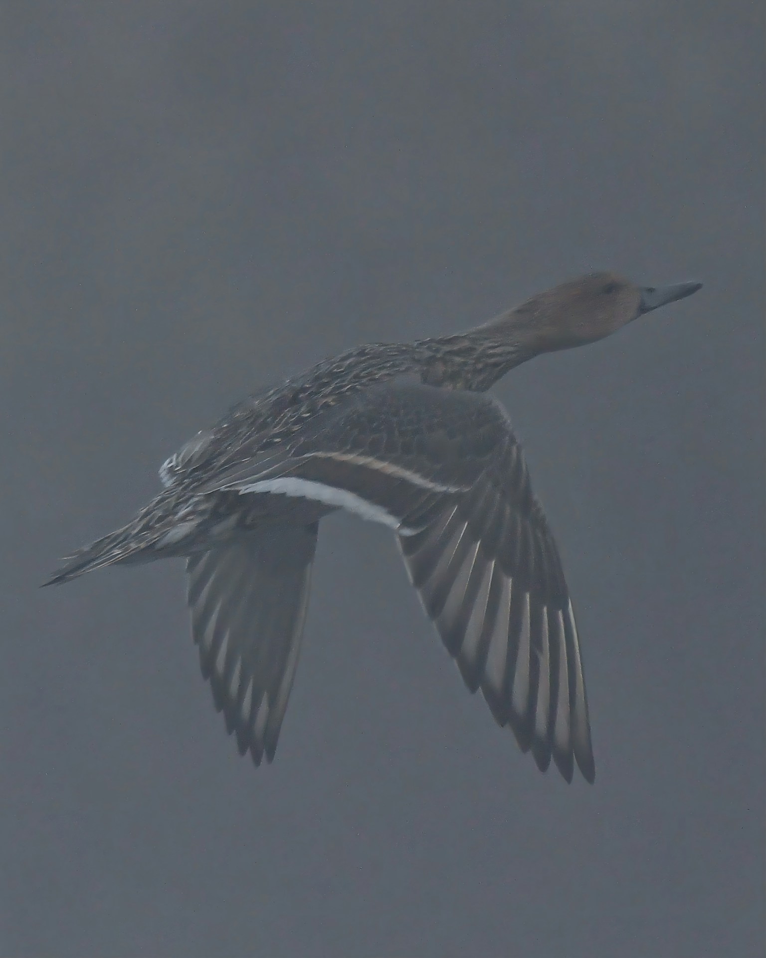 A bird flying through fog with intricate feather patterns