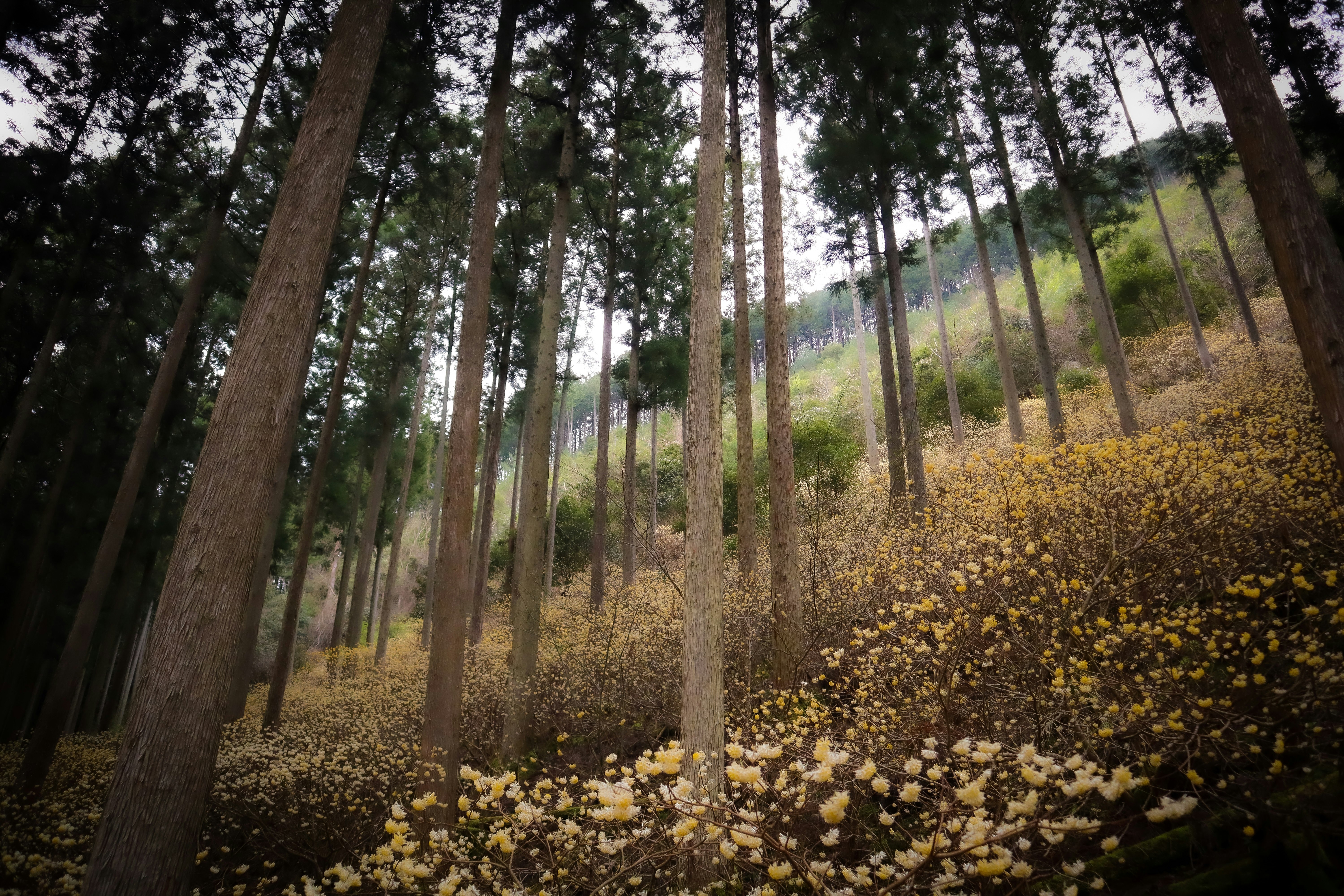 春の山あいの森で咲くミツマタの花と木々の風景