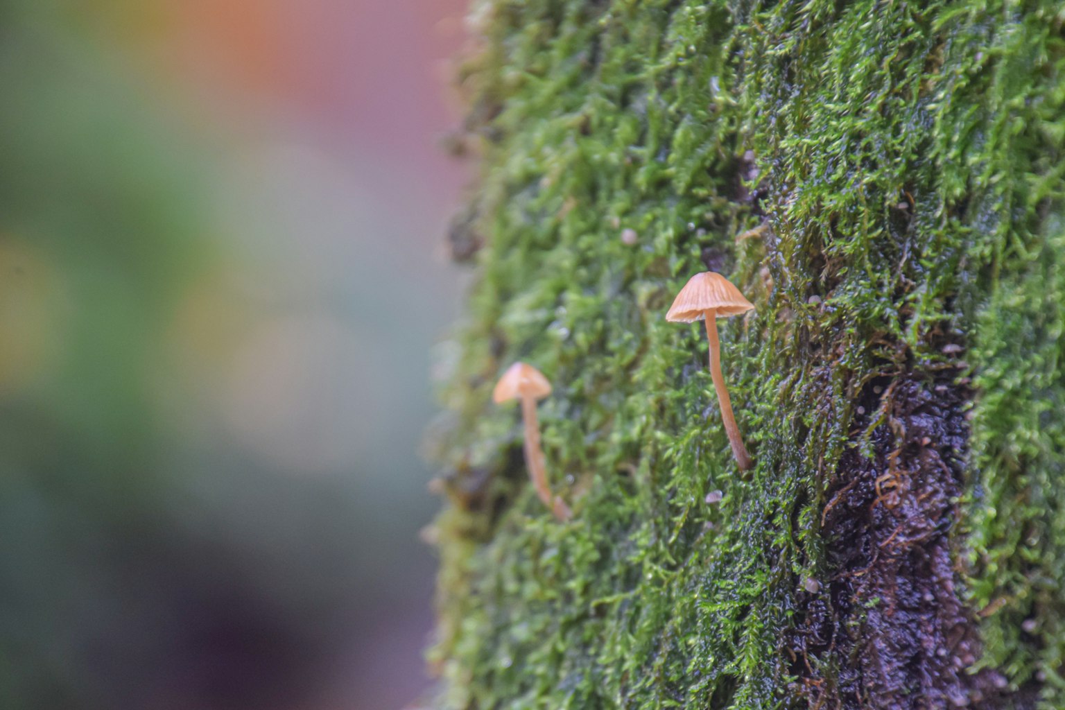 Grupo de pequeños hongos creciendo sobre musgo verde