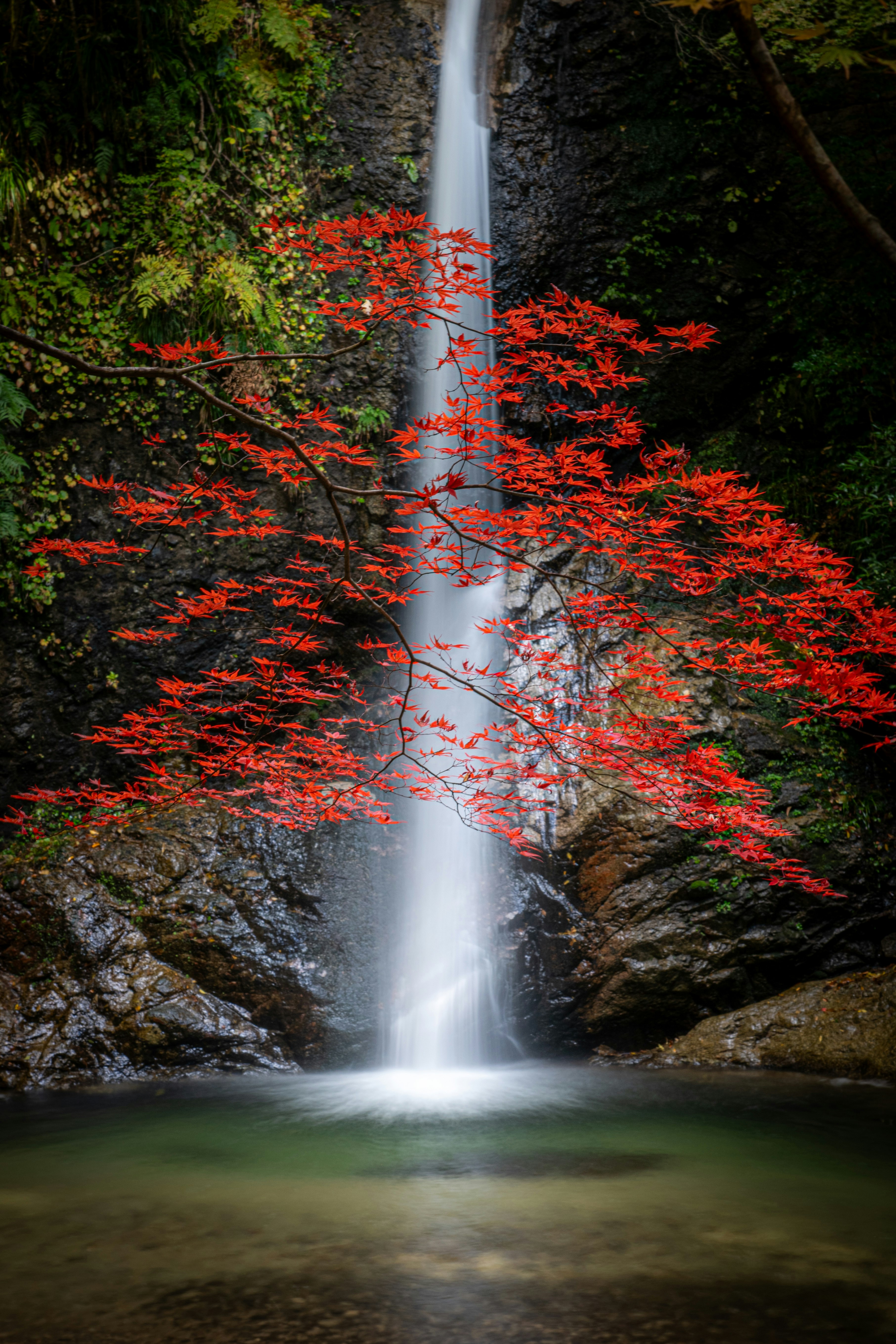 細い紅葉の枝と滝の流れが重なる渓流の景色