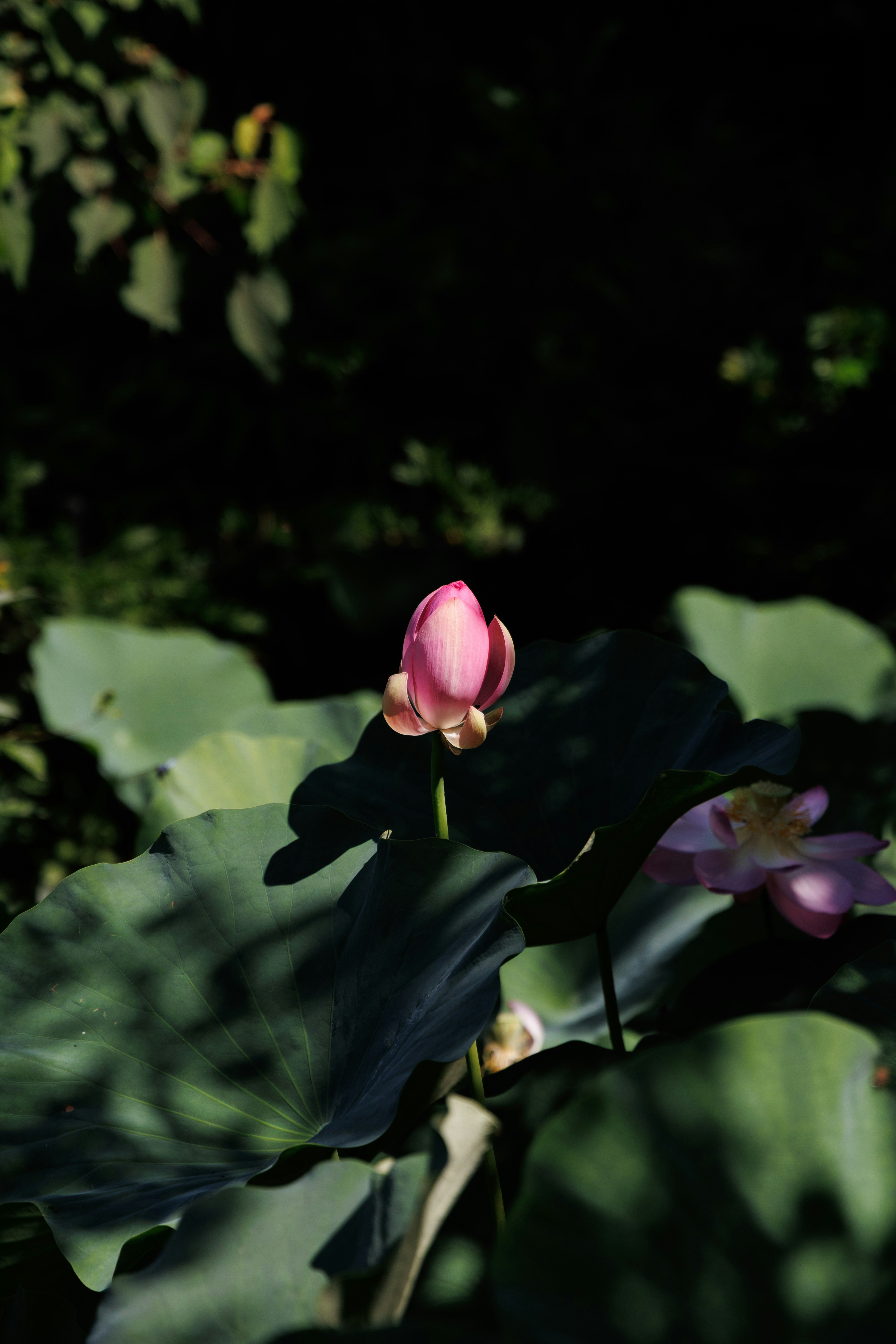 暗い背景に浮かぶピンクの花と葉