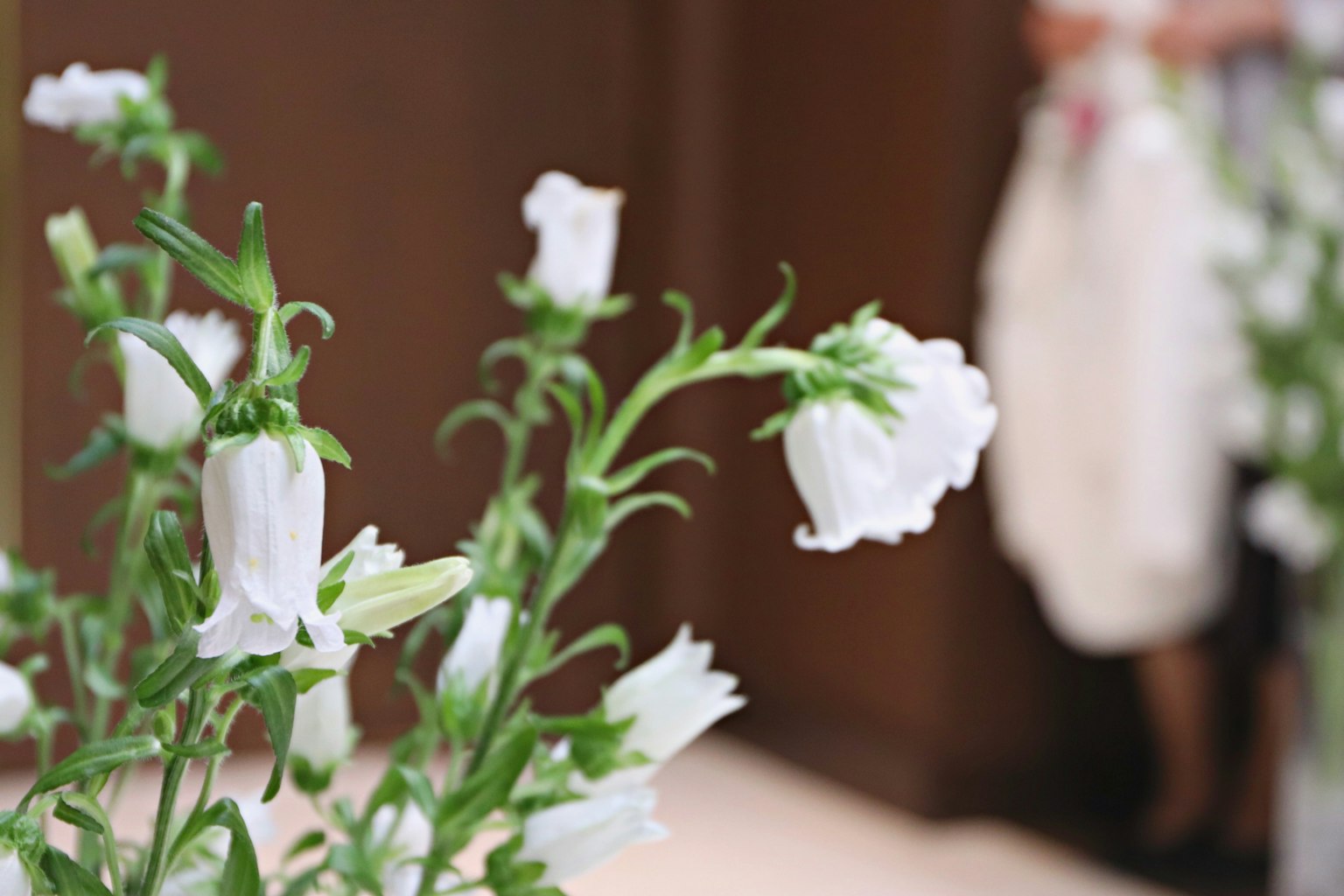 Gros plan de fleurs blanches avec une silhouette floue en arrière-plan