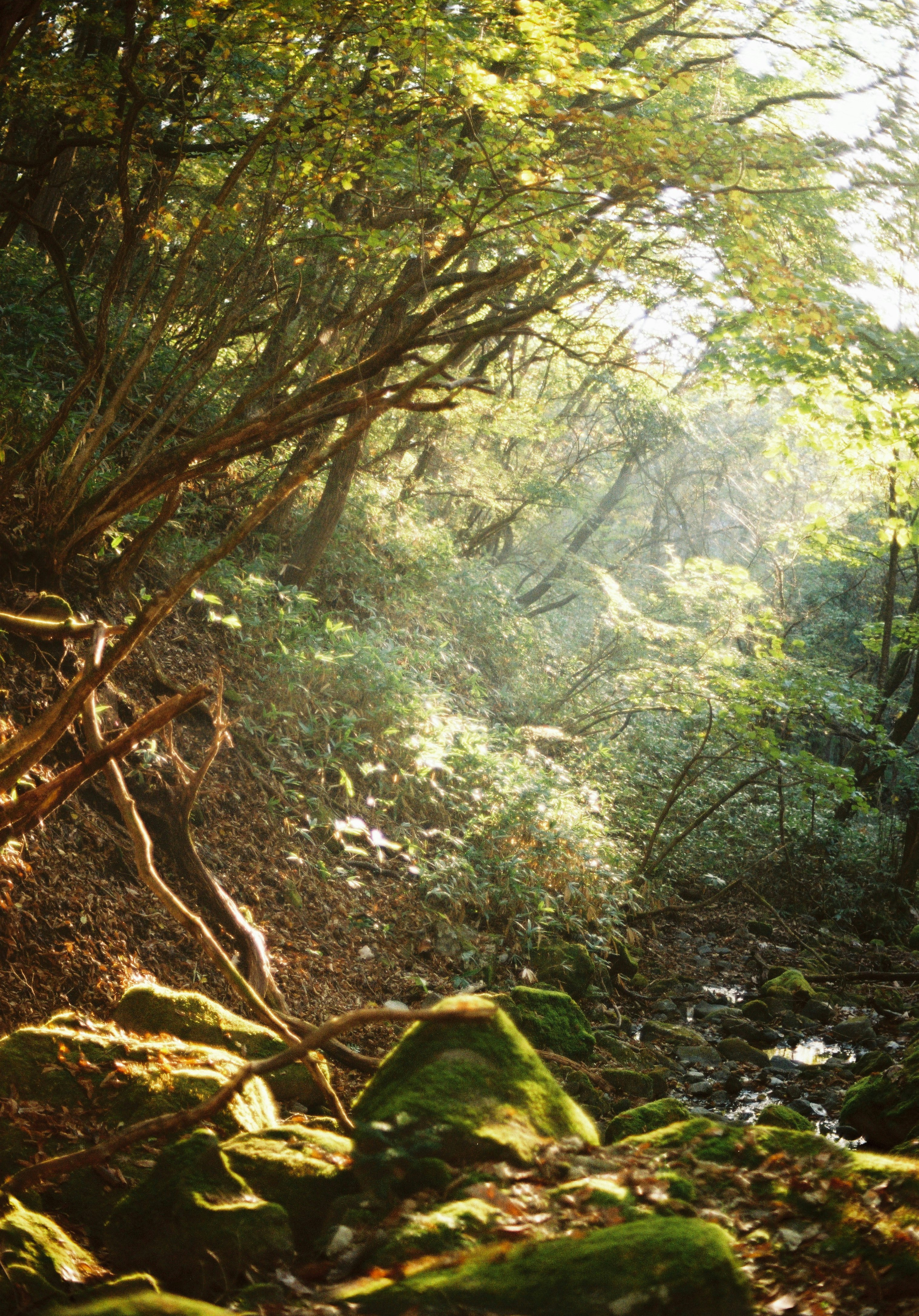 苔むした岩と木々が広がる森の小径