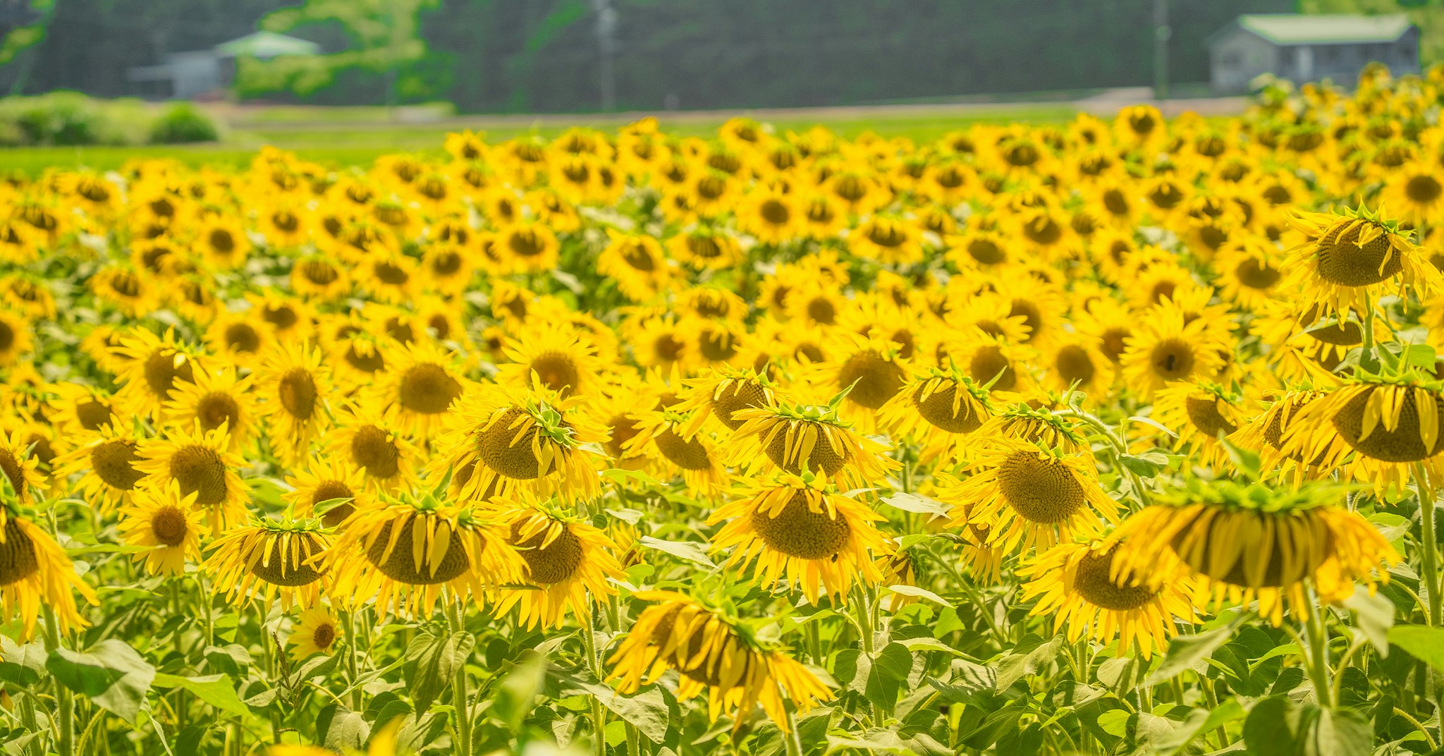 満開のひまわり畑の夏の風景