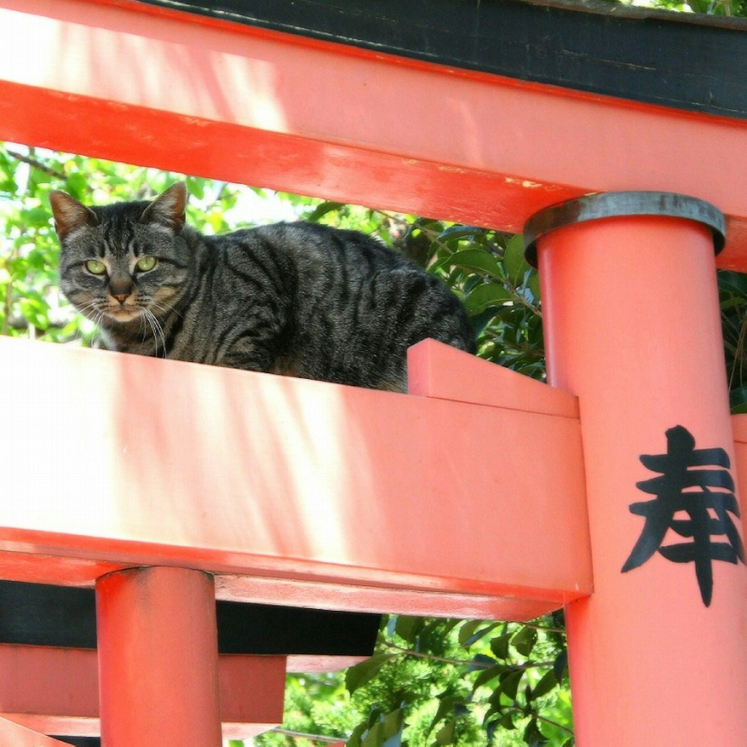 Seekor kucing duduk di atas gerbang torii merah