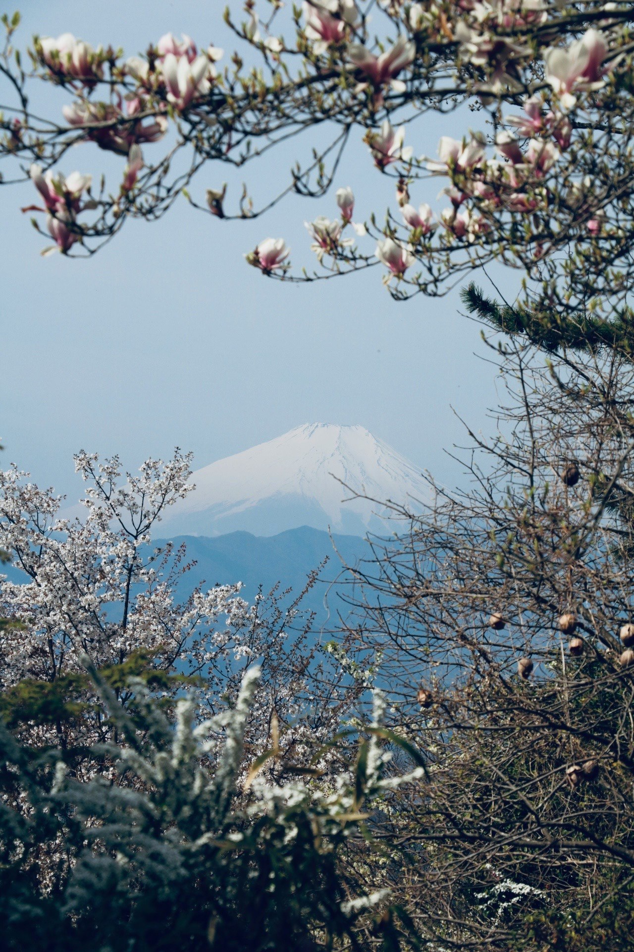 桜の枝越しに見える富士山