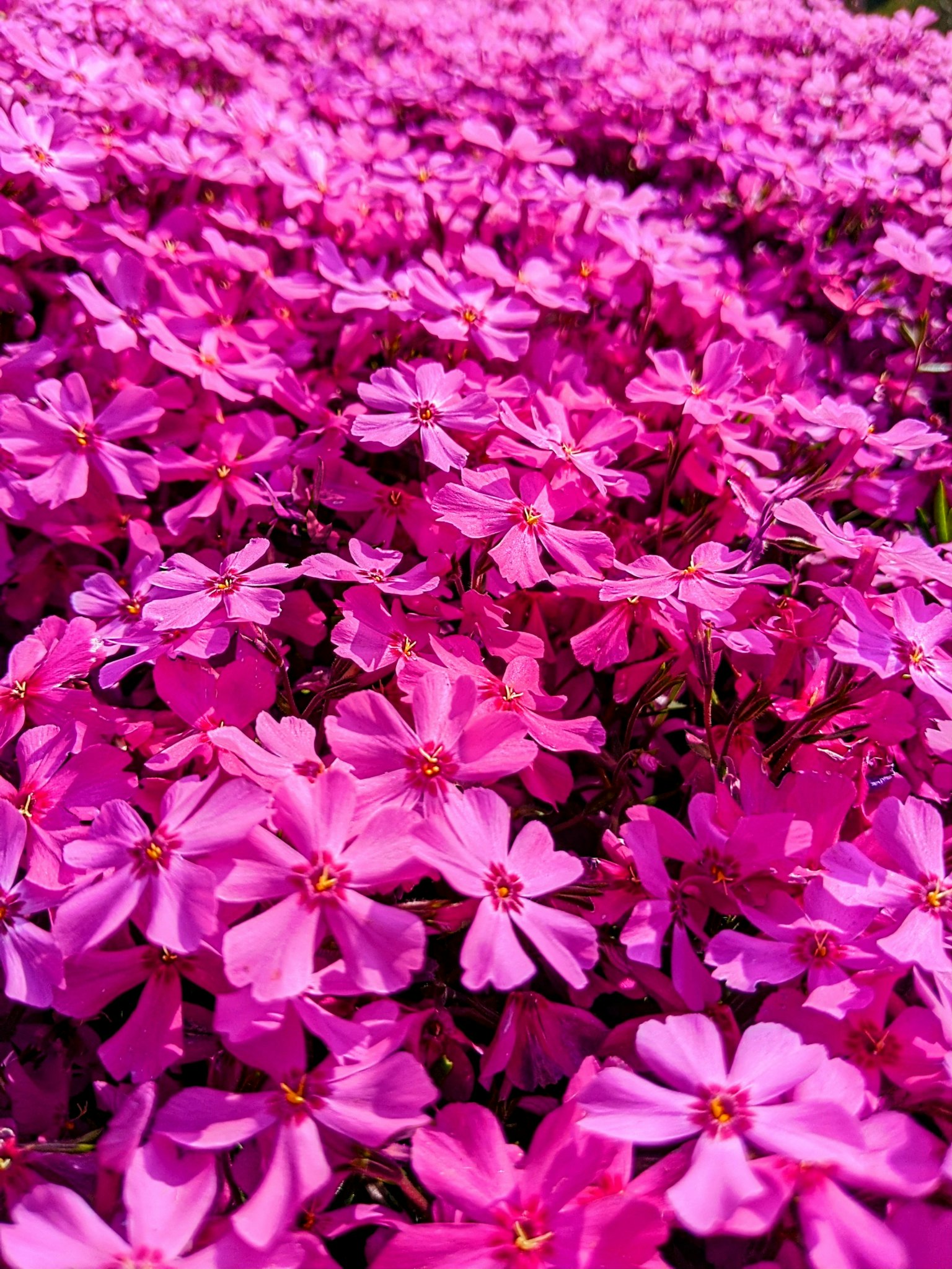 Lebendige rosa Blumen, die eine Landschaft bedecken