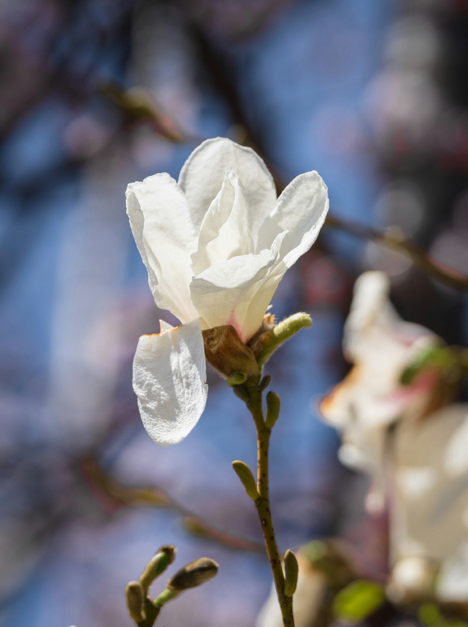 Eine weiße Blume blüht vor einem blauen Hintergrund