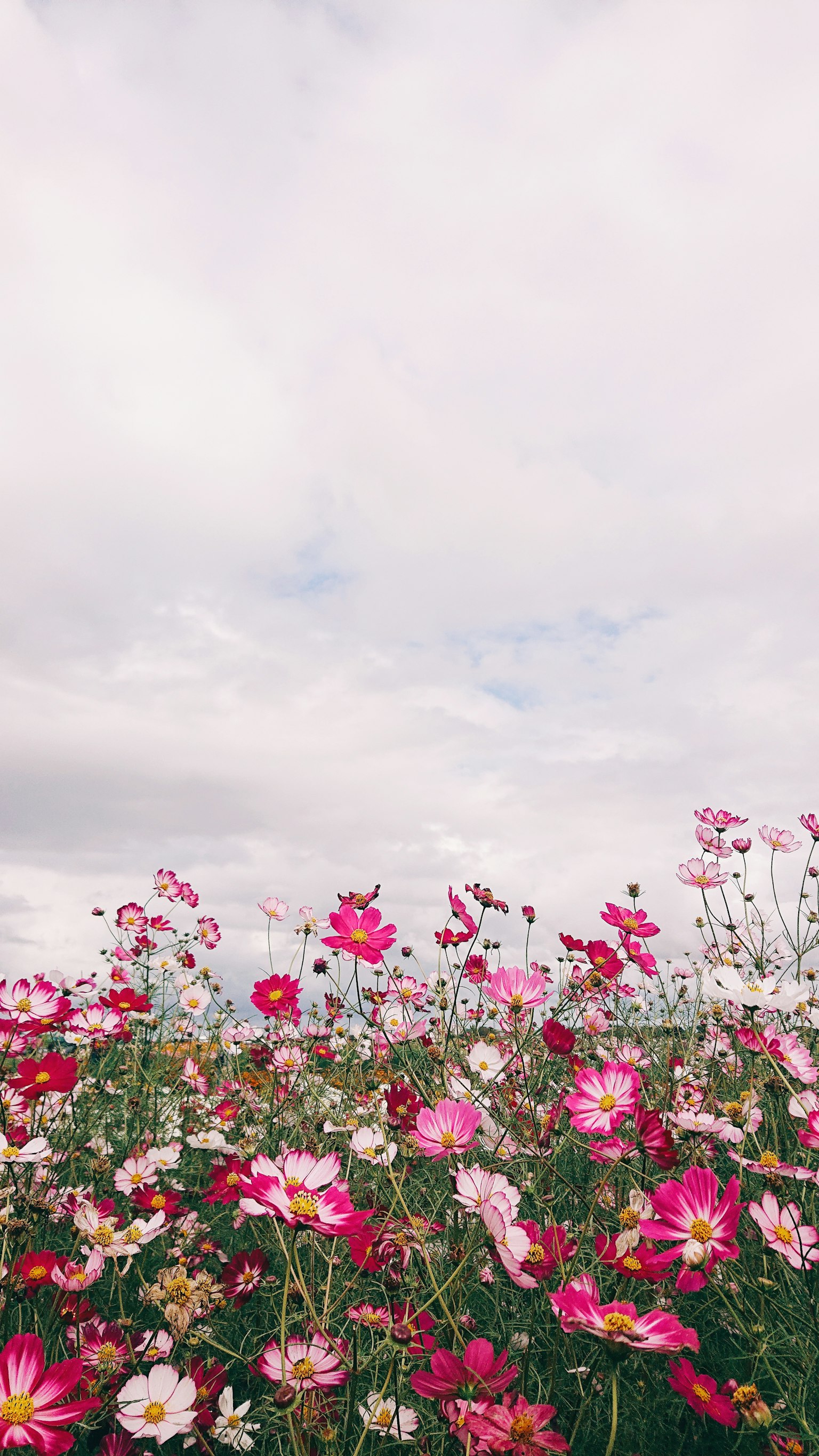 Bunga cosmos berwarna-warni di ladang di bawah langit mendung