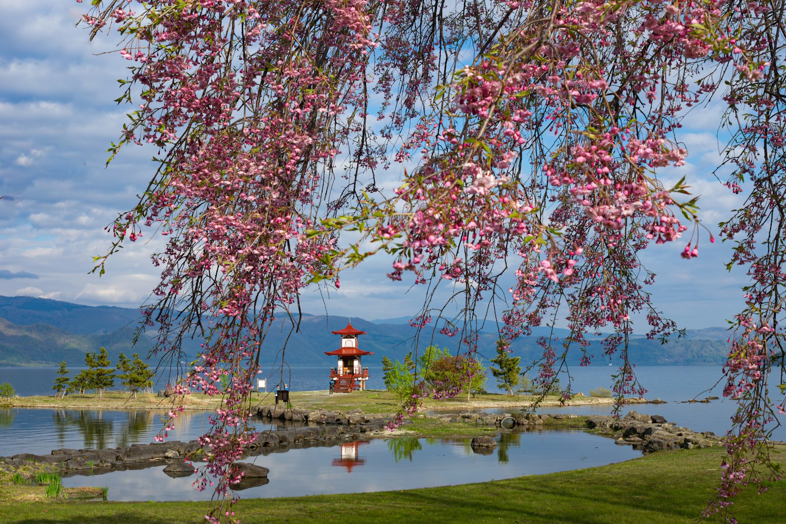 Vue pittoresque de cerisiers en fleurs avec un phare au bord du lac