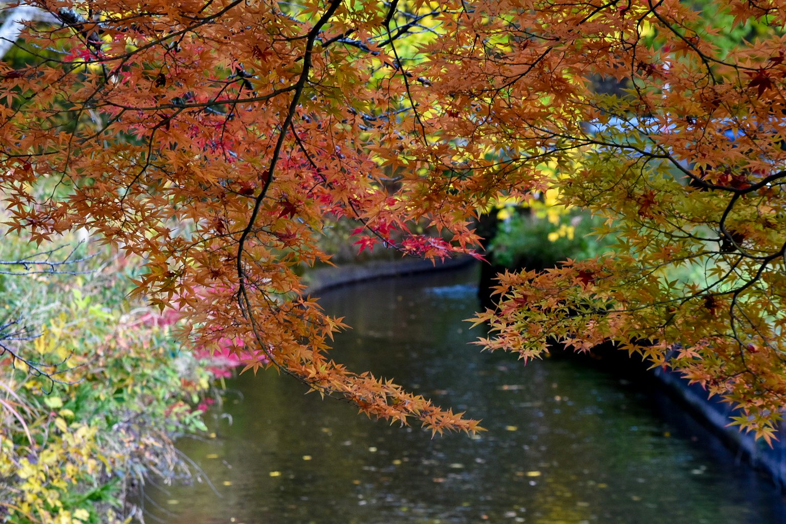 Ruhige Bachlandschaft mit lebhaftem Herbstlaub