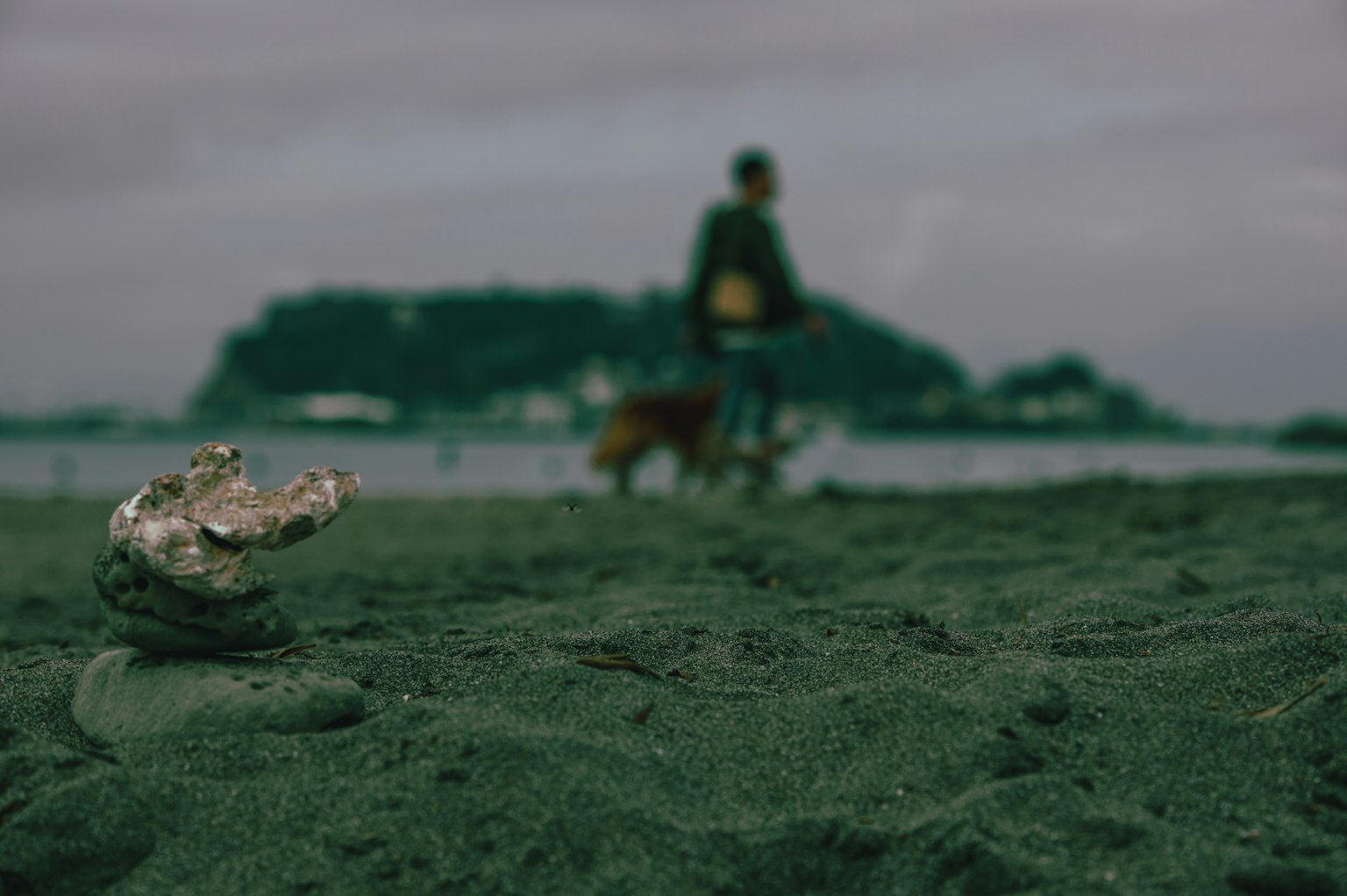 Une personne marchant avec un chien sur la plage avec une coquille argentée au premier plan