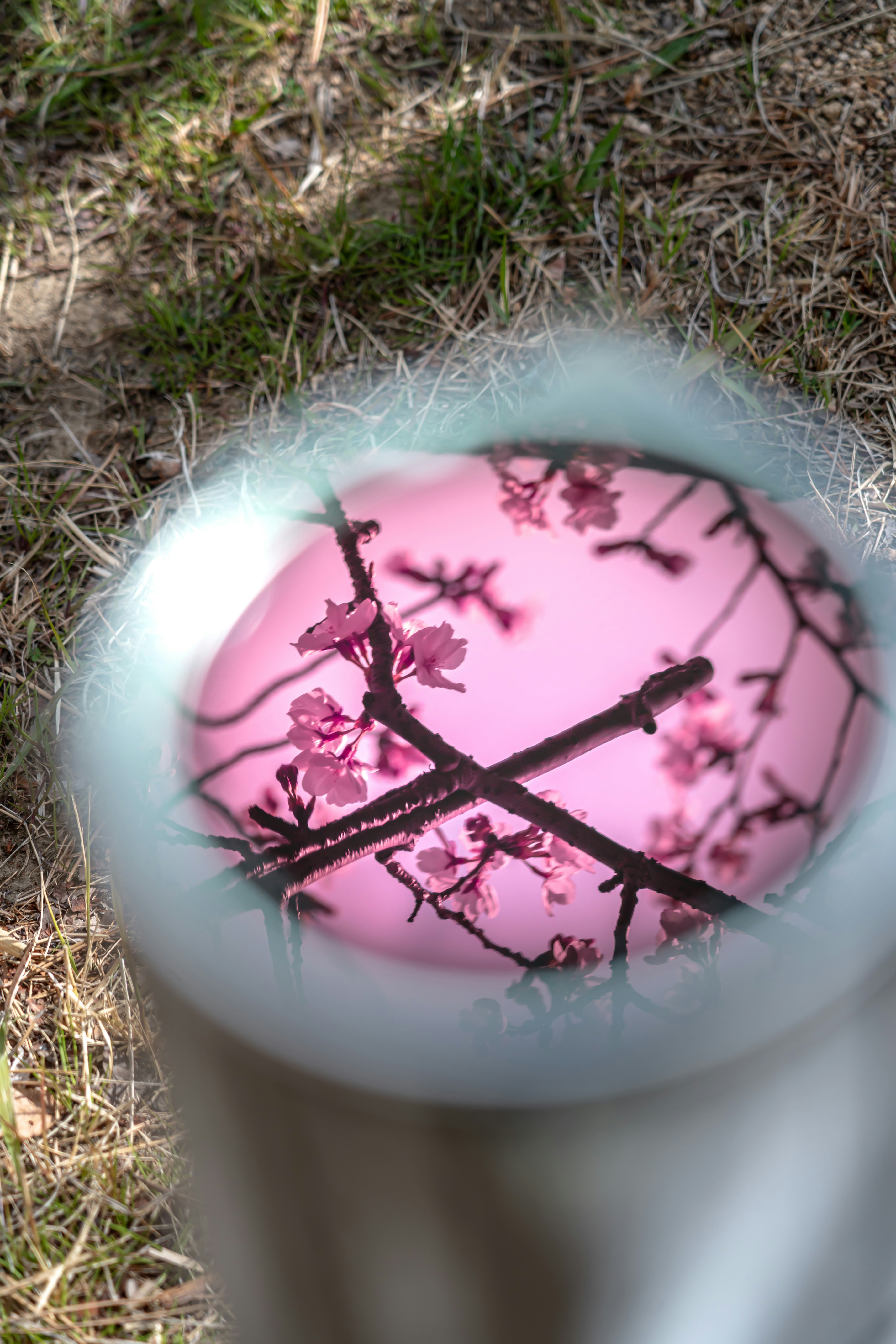 芝生の上に置かれた桜の枝の入ったピンクの花びら風ボウル