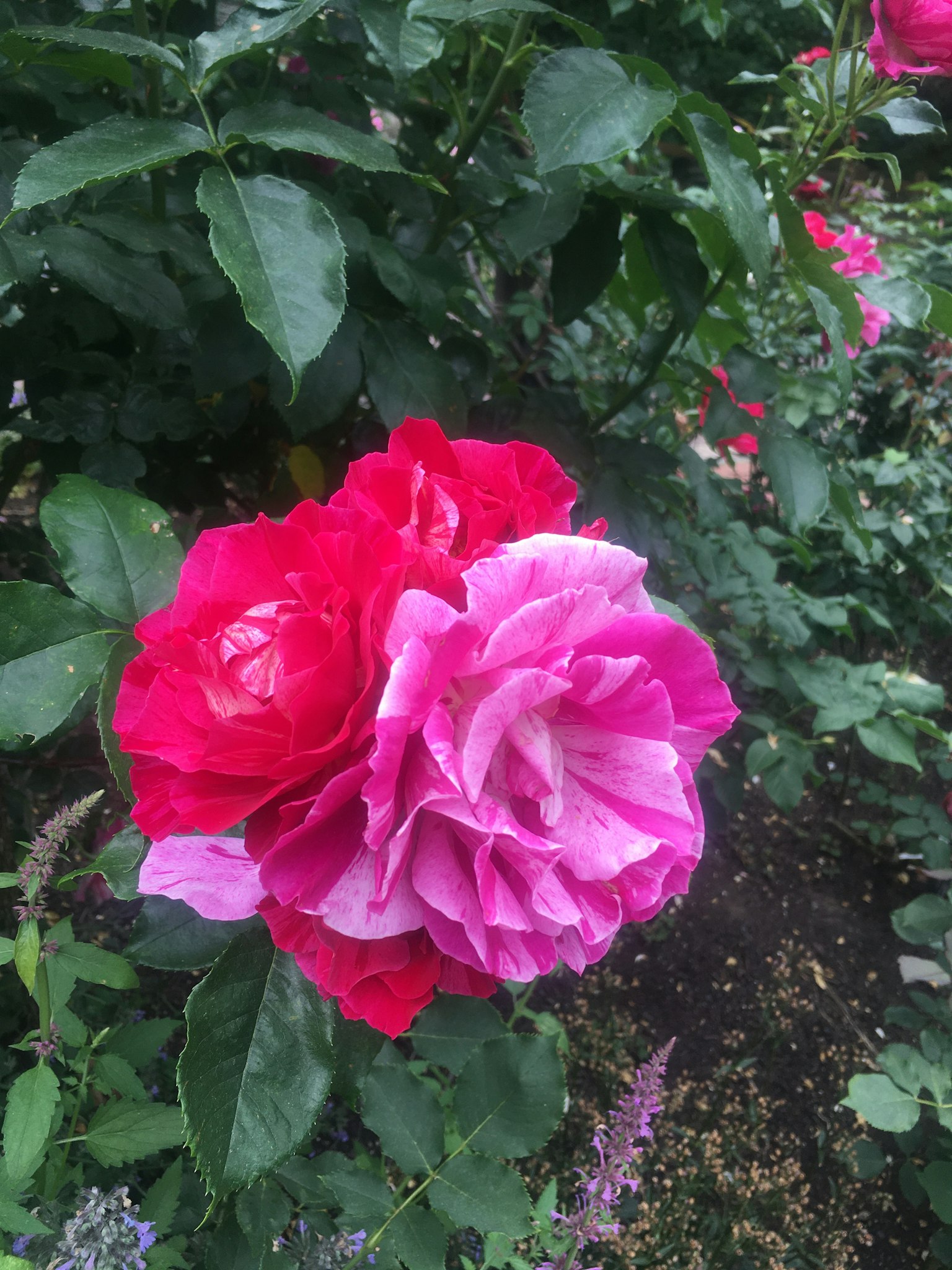 Mawar merah dan pink mekar di taman