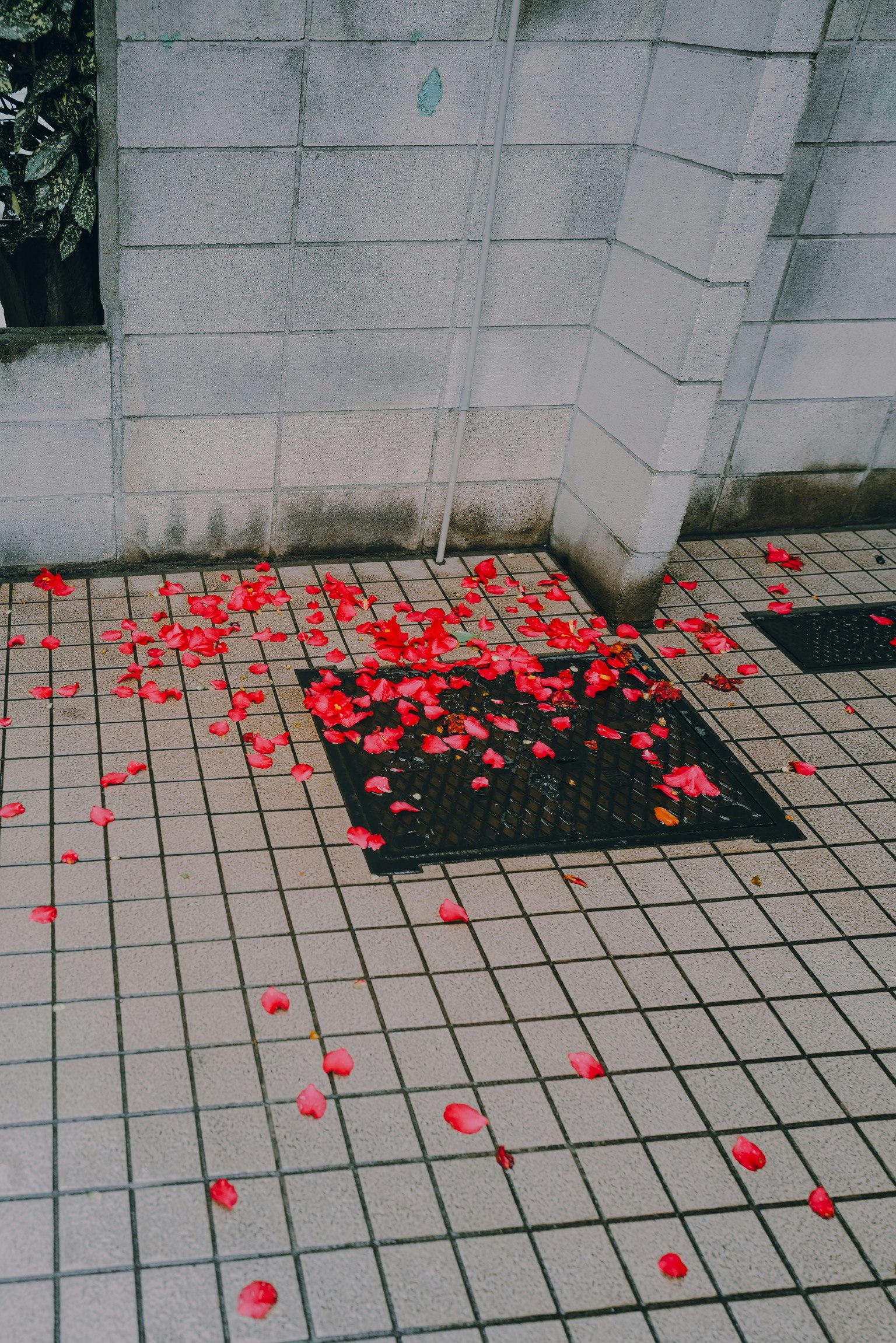 散落在瓷磚地板上的紅花瓣