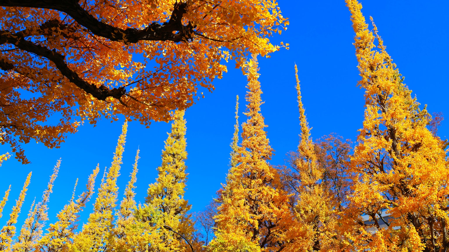 Une scène vibrante d'arbres aux feuilles jaunes sous un ciel bleu clair