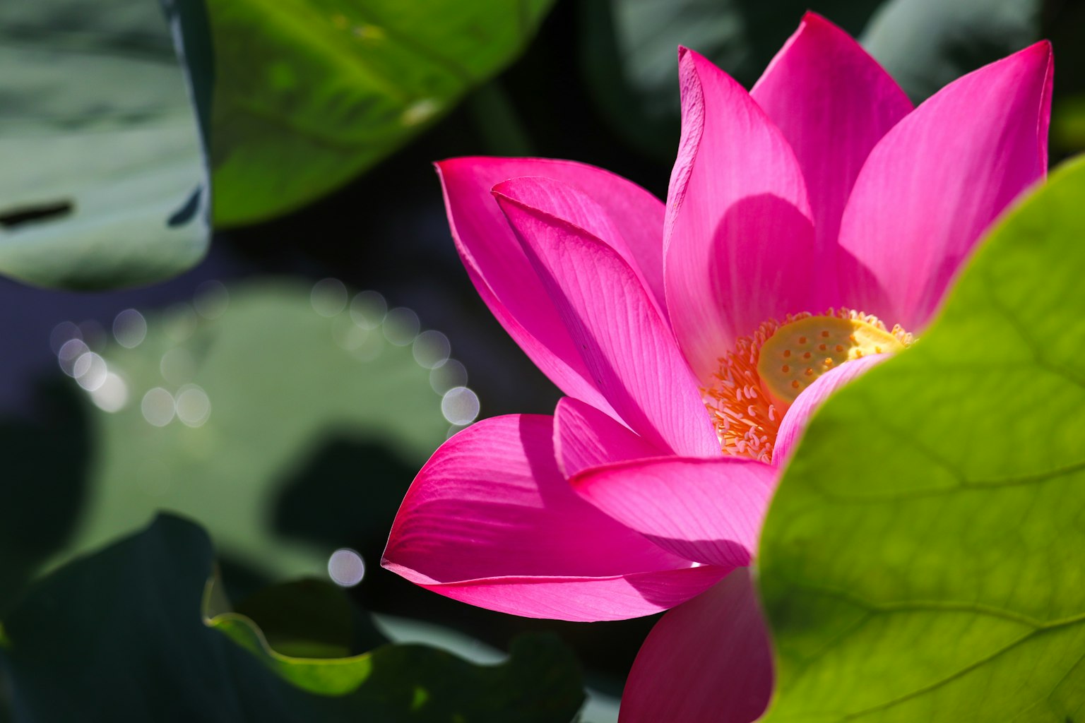 ดอกบัวสีชมพูสวยงามถูกล้อมรอบด้วยใบสีเขียว