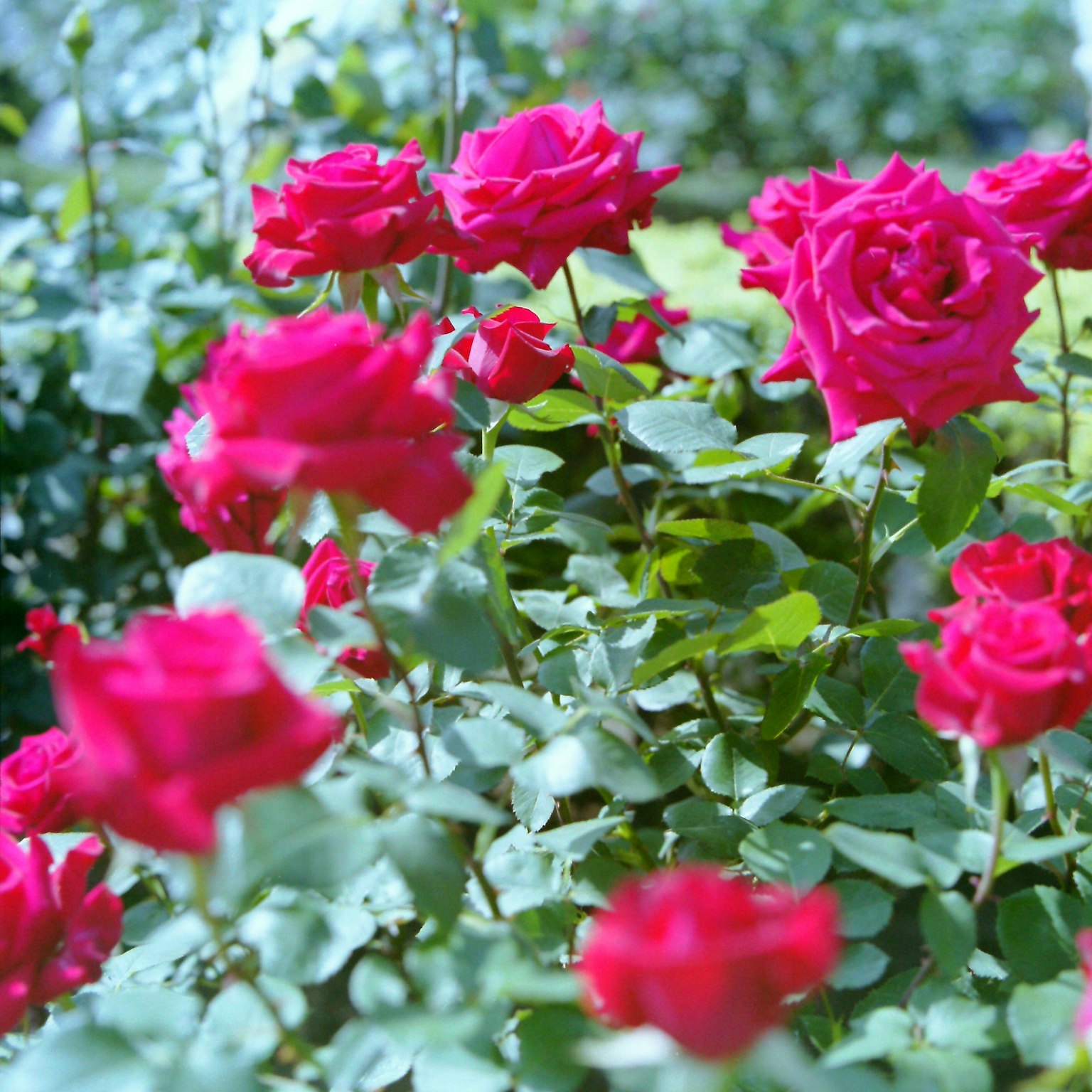 Rose rosse vivaci che fioriscono in un giardino