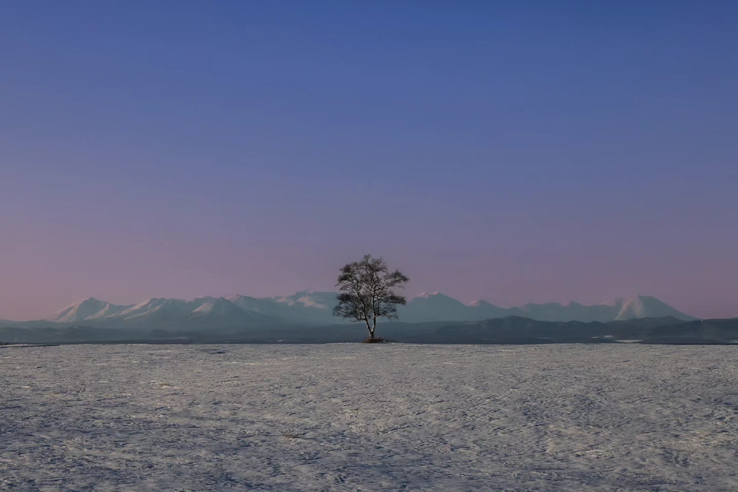 Un arbre solitaire au bord d’un lac brumeux