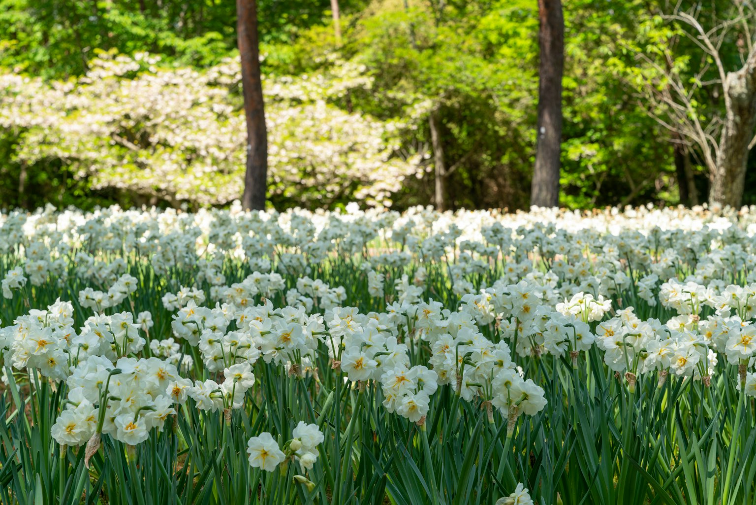 Un extenso campo de flores blancas en flor con árboles verdes y flores de fondo